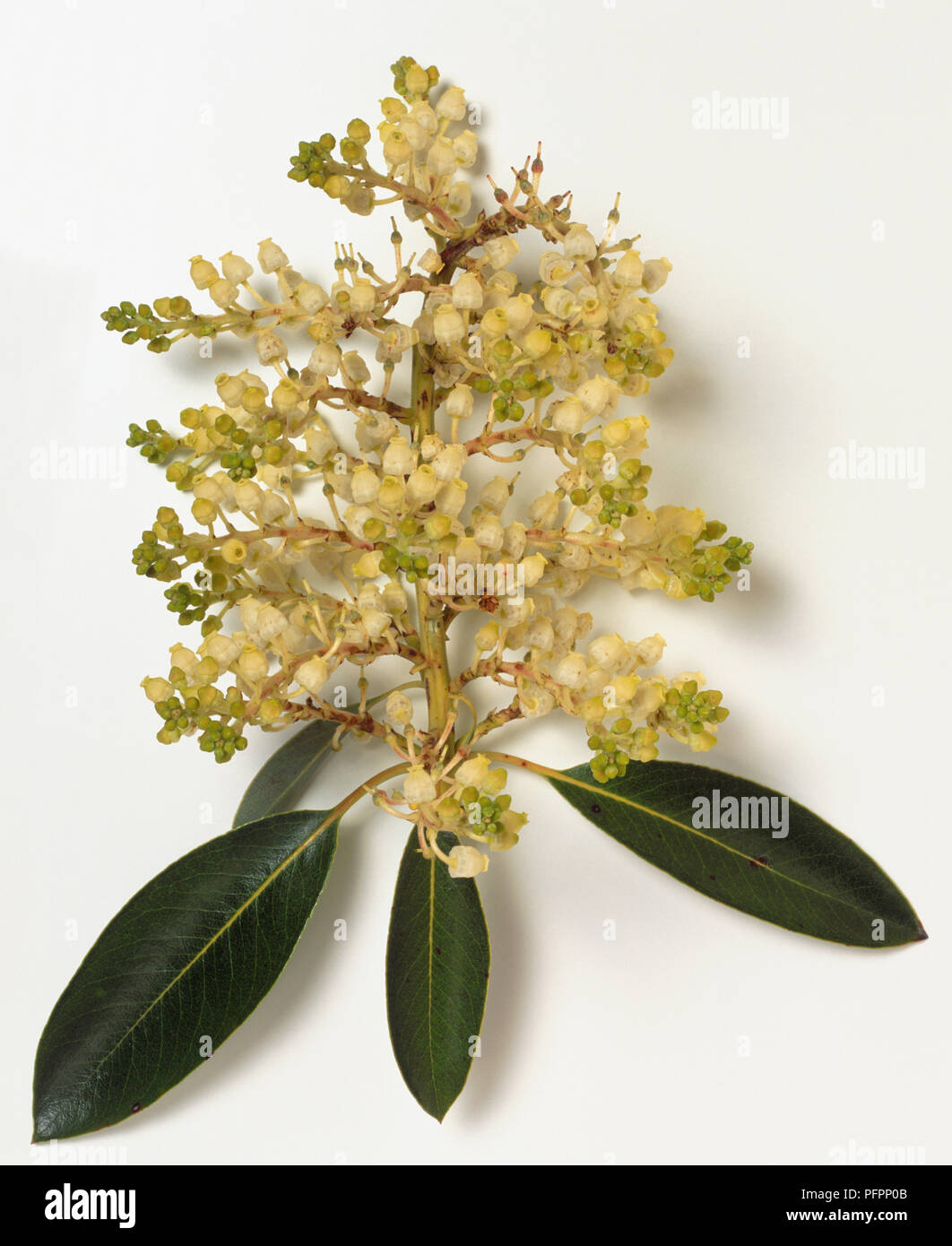 Ericaceae, Arbutus menziesii, Madrona, grandi, ellittica, foglie sempreverdi e grandi, montante cluster di piccole dimensioni e di colore bianco, a urna fiori. Foto Stock