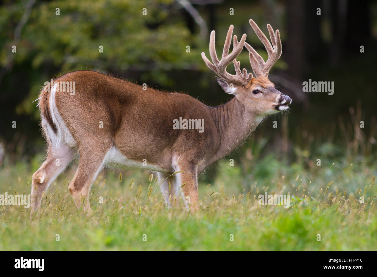 Trofeo culbianco deer buck in piedi in un campo aperto. Foto Stock