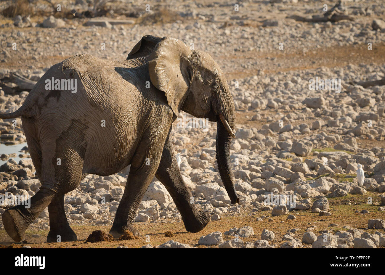 Elefante africano (Loxodonta africana) acceso o a un trotto cattura fino agli altri al Okaukuejo waterhole nel Parco Nazionale Etosha Namibia Foto Stock