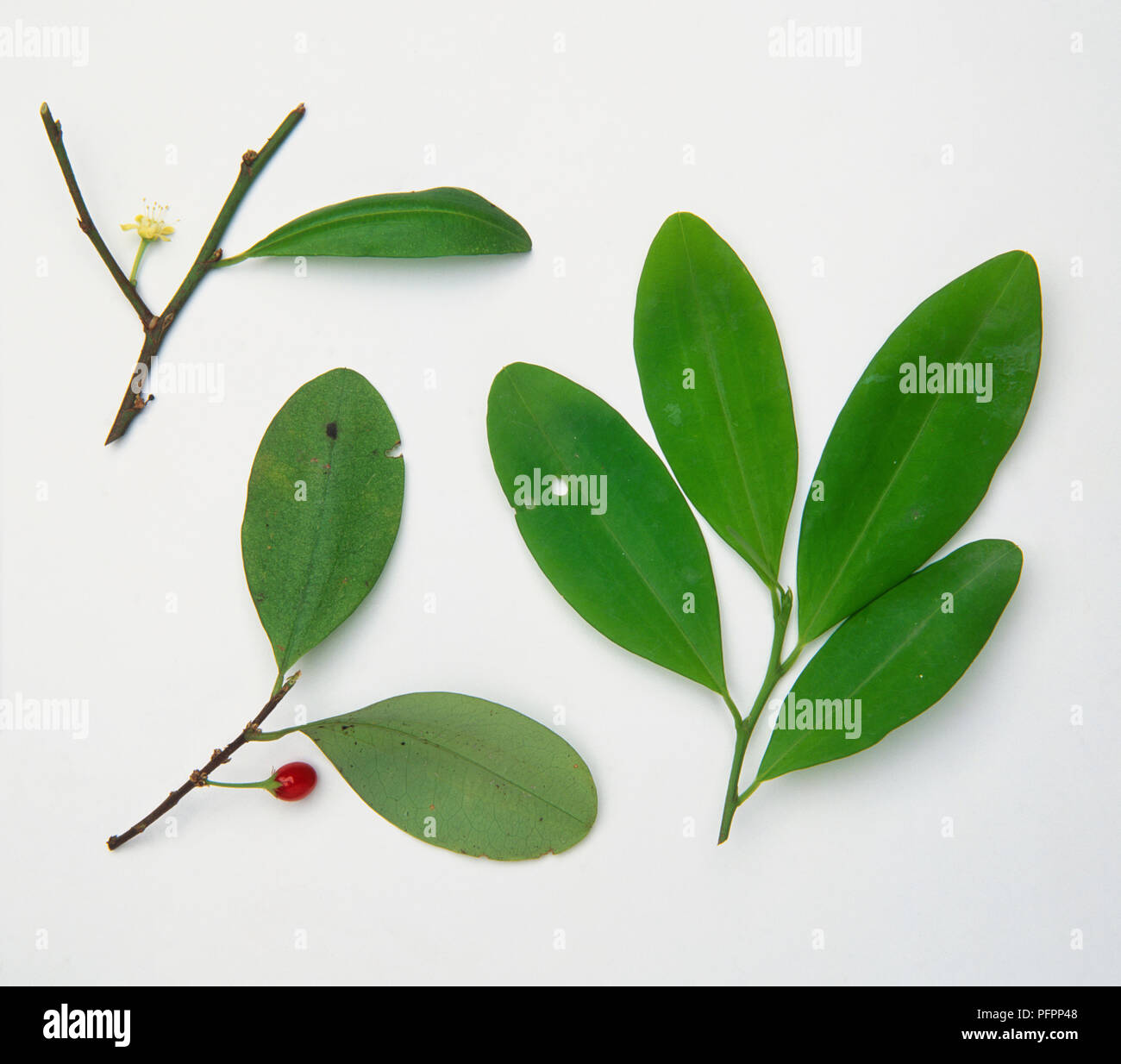 Erythroxylum australe, cocaina foglie, fiori e frutti, vicino. Foto Stock