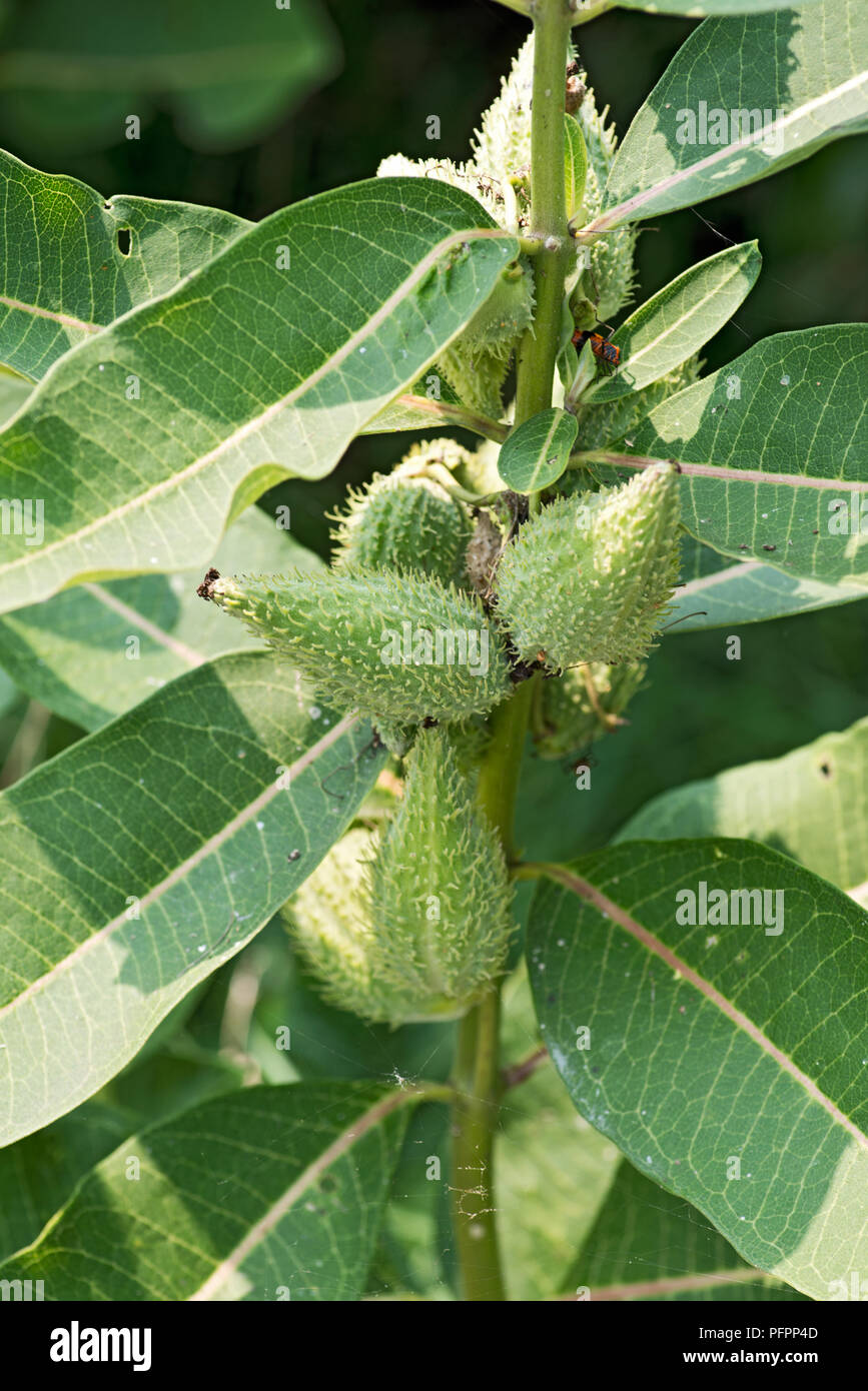 Close up di un seme del baccello del milkweed comune, Asclepias syriaca. Foto Stock