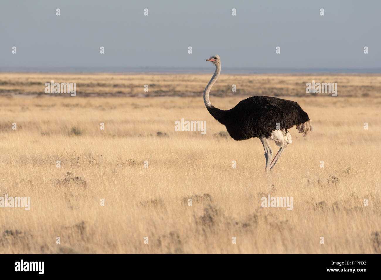 Struzzo alto standing in giallo erba secca alla ricerca sulla savana della Namibia con cielo blu, il Parco Nazionale di Etosha, Namibia Foto Stock