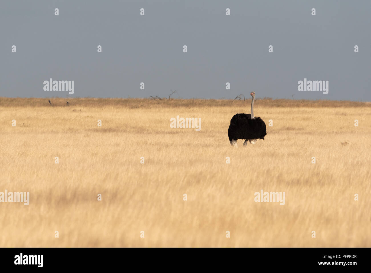 Ampio angolo di fotografia di asciutto erba gialla savannah in inverno con singolo struzzo sulla pianura e cielo blu, il Parco Nazionale di Etosha, Namibia Foto Stock