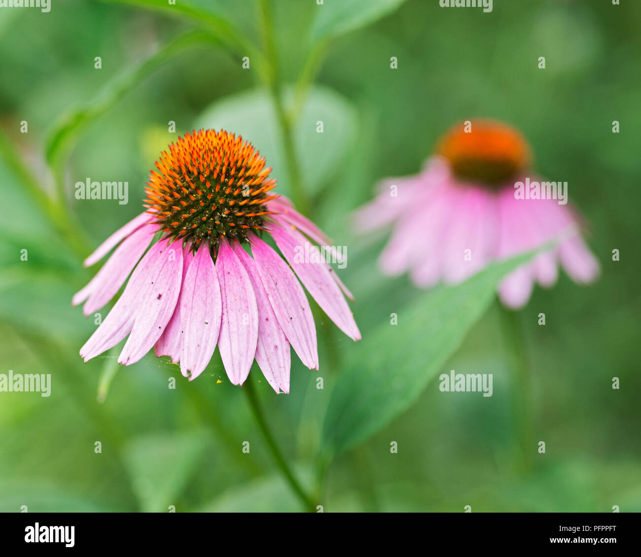 Viola chiaro echinacea purpurea fioritura pianta perenne dalla famiglia Asteraceae. Orientale coneflower viola in fiore. Foto Stock