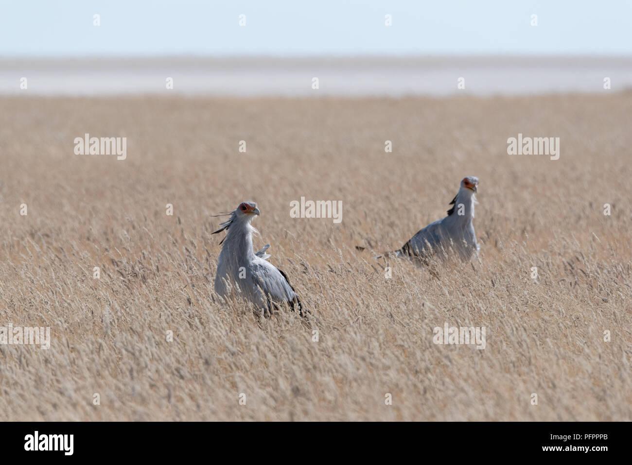 Una coppia di grigio segretario uccelli in cerca di preda di cacciare in giallo savana erba con white desert Plain sullo sfondo, il Parco Nazionale di Etosha, Nami Foto Stock