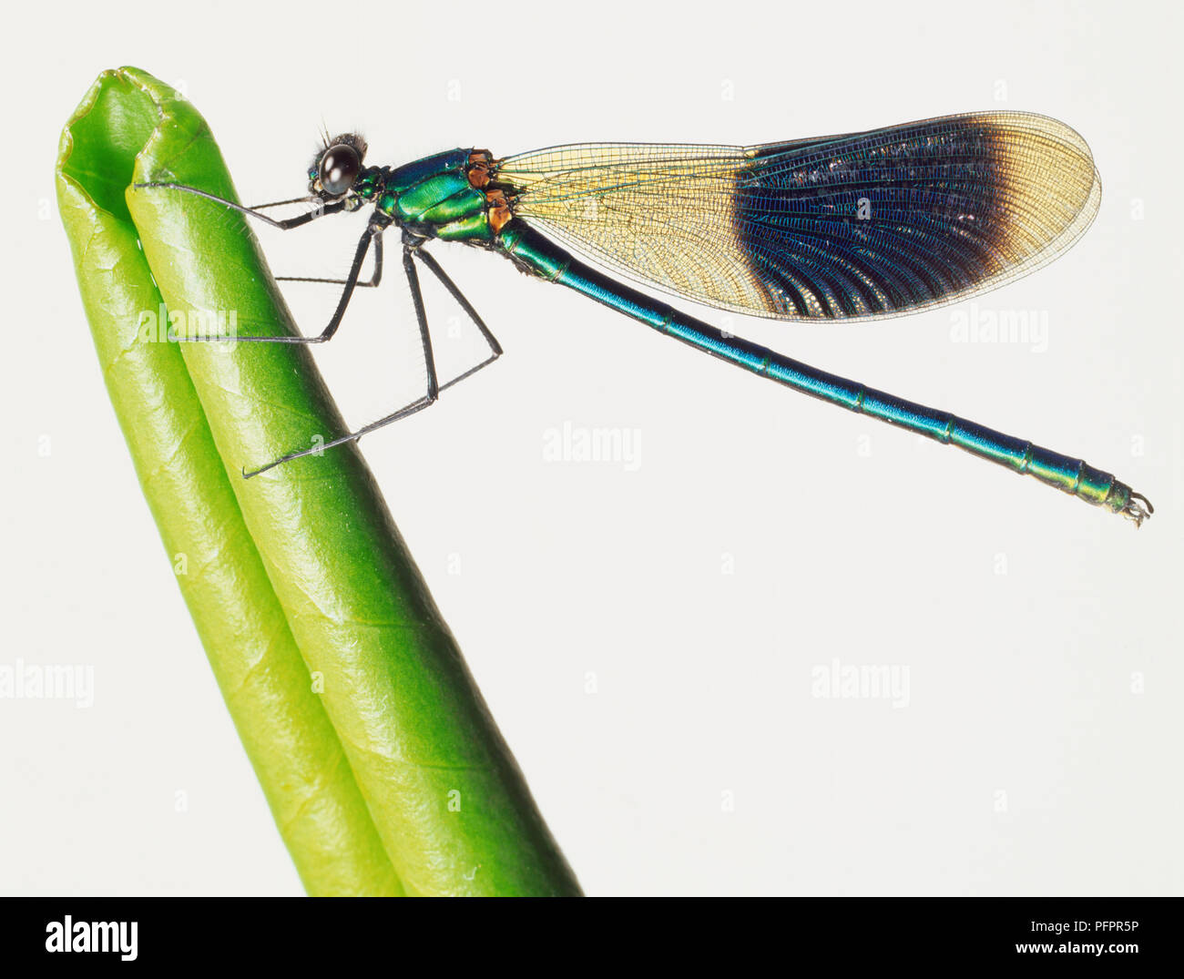 Nastrare Demoiselle, Calopteryx splendens, un Damselfly con un lungo e stretto corpo e una macchia nera sul suo ali si aggrappa a una pianta verde con le sue gambe ripiegate. Foto Stock