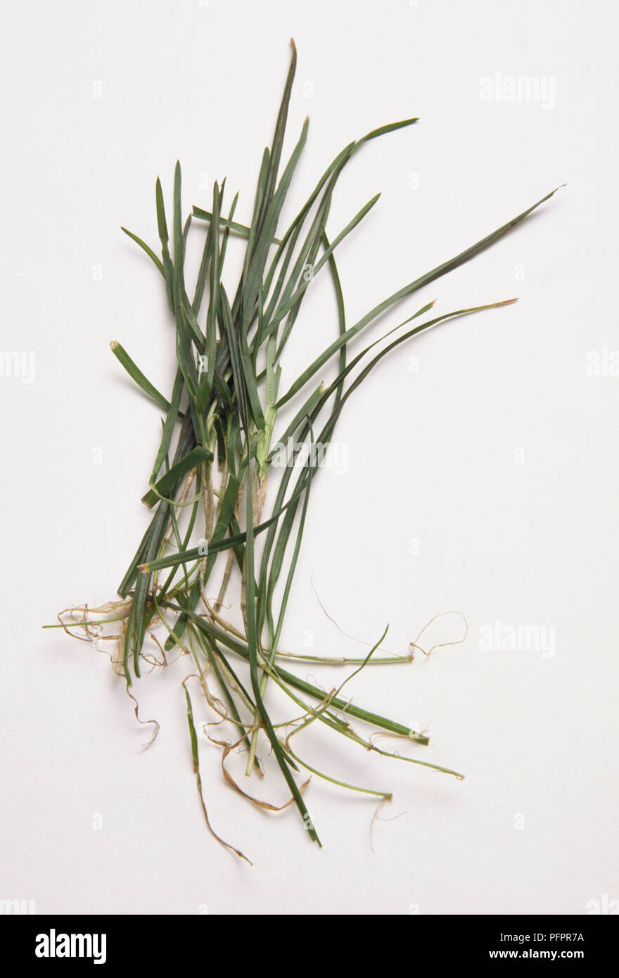 Un mazzetto di erba. Foto Stock