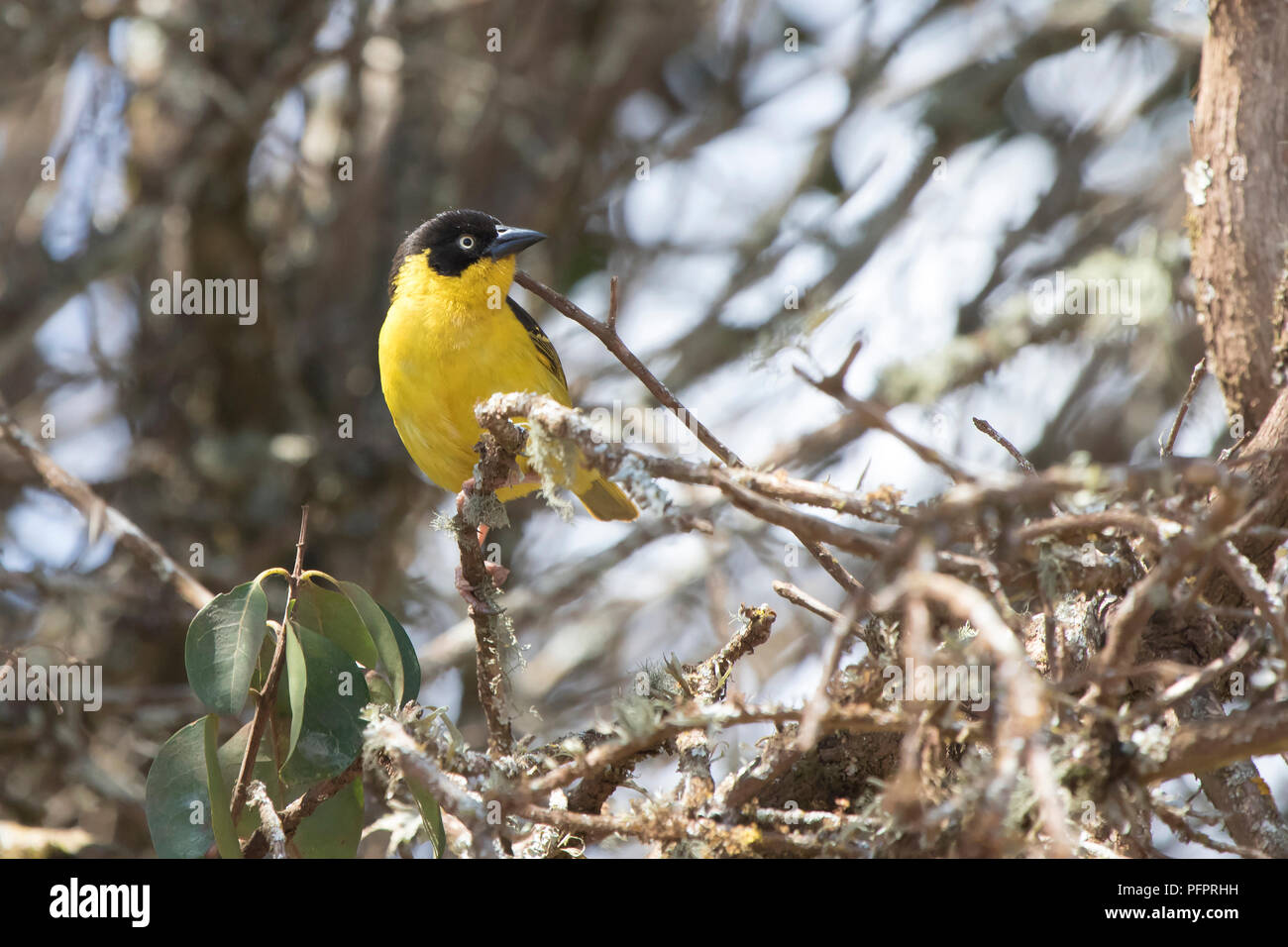 Voce maschile Baglafecht weaver che siede su un ramo secco in una foresta di bush in un giorno caldo Foto Stock