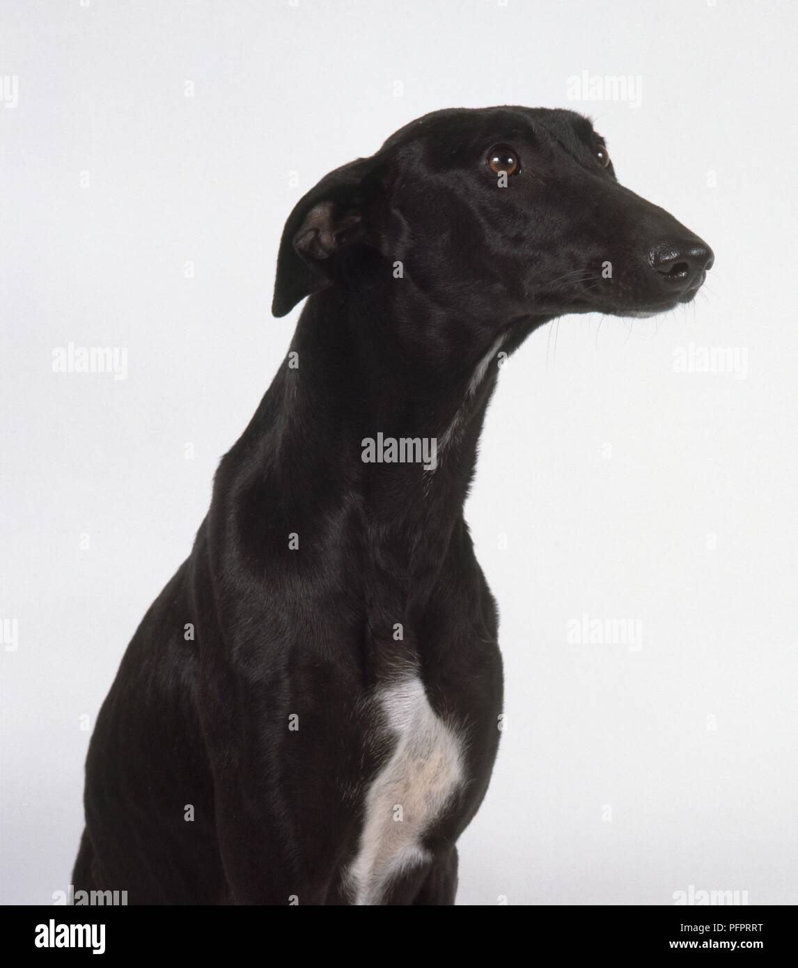 Galgo Espanol (Spagnolo Greyhound), la testa e le spalle Foto Stock