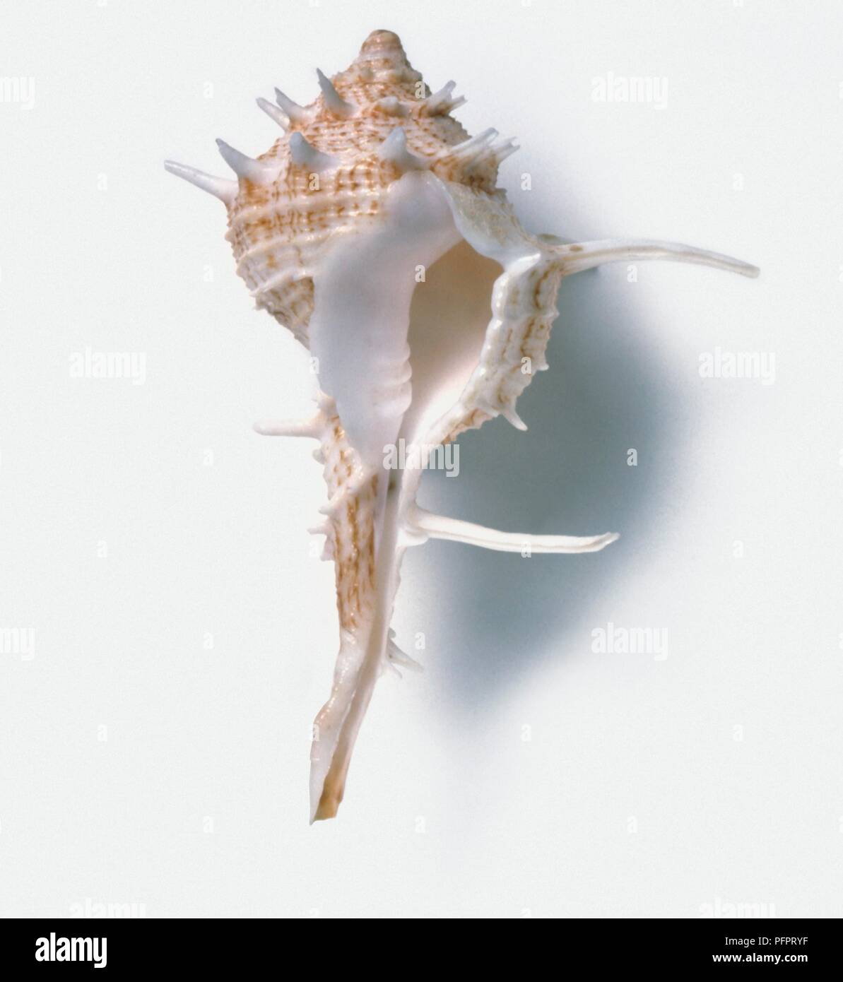 Vaso blindato (Tudivasum armigera) shell che mostra apertura o passaggio Foto Stock