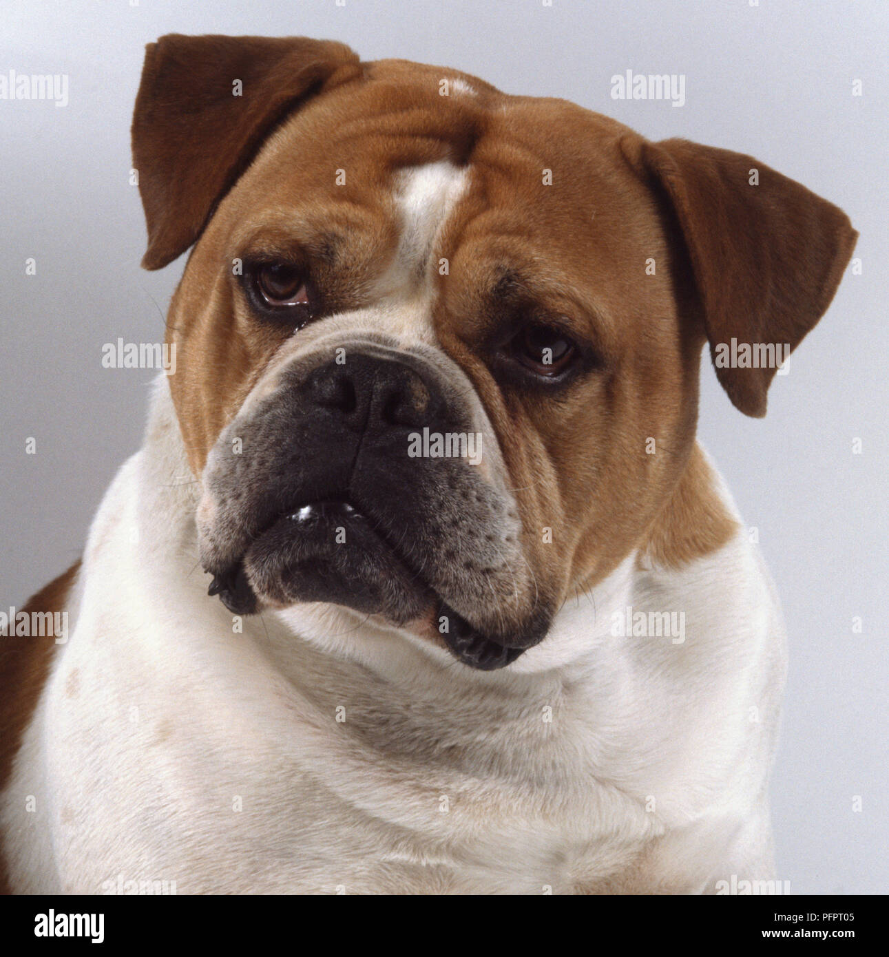 Un tozzo scowling marrone e bianco Olde English Bulldogge si inclina la testa leggermente Foto Stock