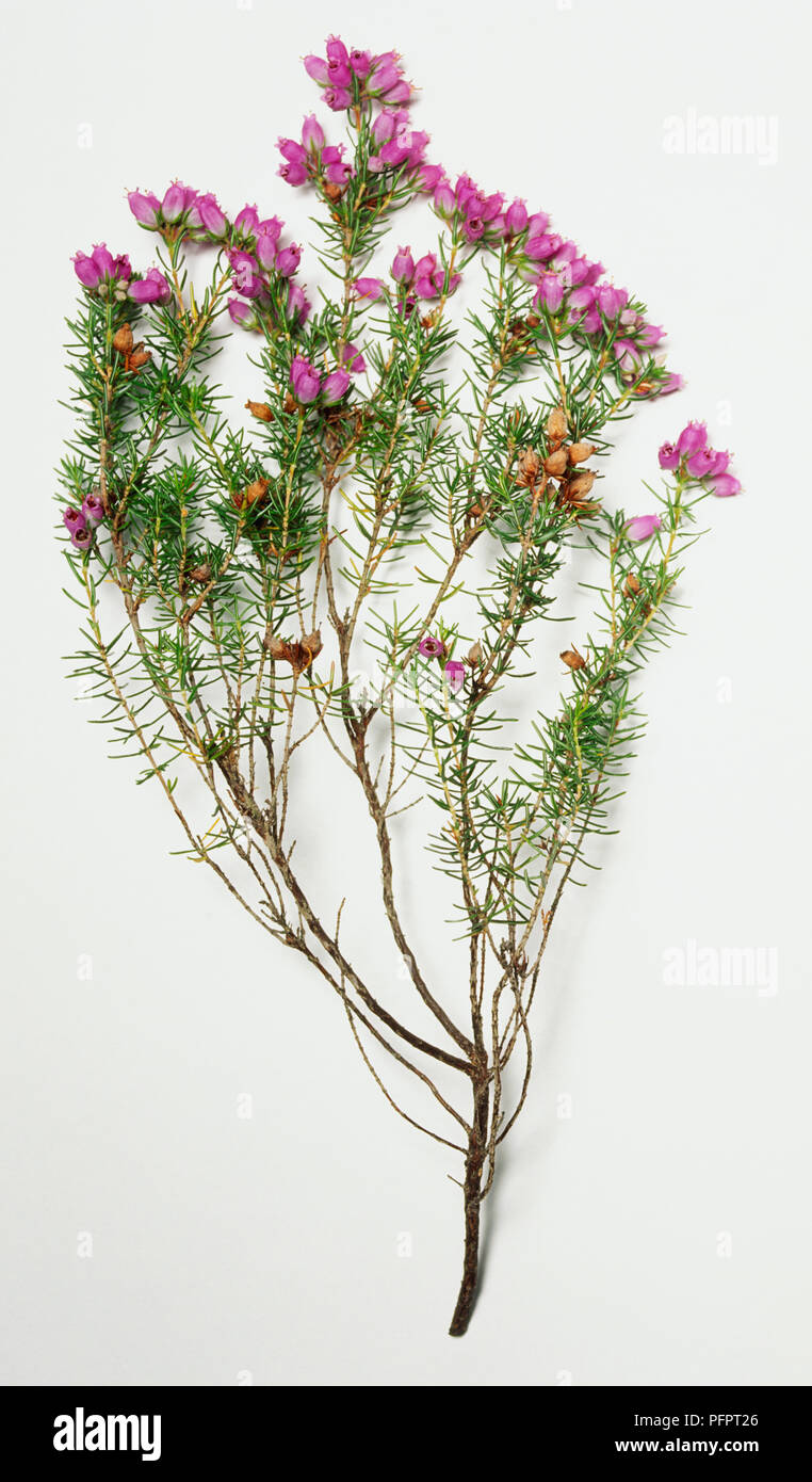 Erica Cinerea, bell heather, arbusto denso con piccole foglie verdi e i cluster compatto di rosa fiori viola in corrispondenza delle punte. Foto Stock