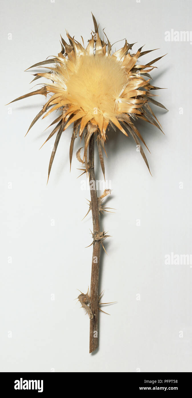 Silybum marianum, morto cardo, con morti crema gialla fiore testa sulla levetta. Foto Stock