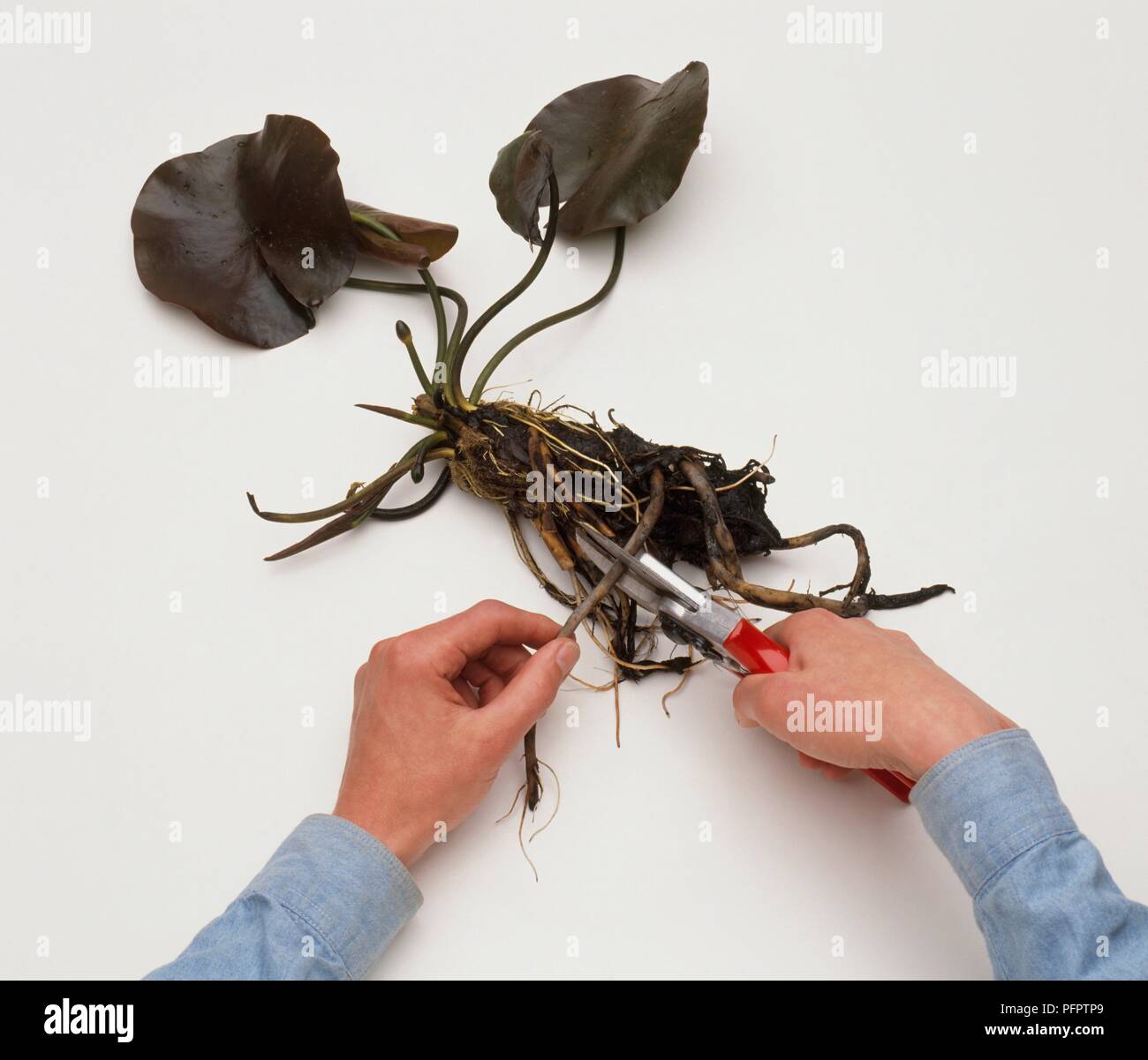 Fresare torna acqua giglio radici entro 5cm di tubero, utilizzando secateurs, close-up Foto Stock