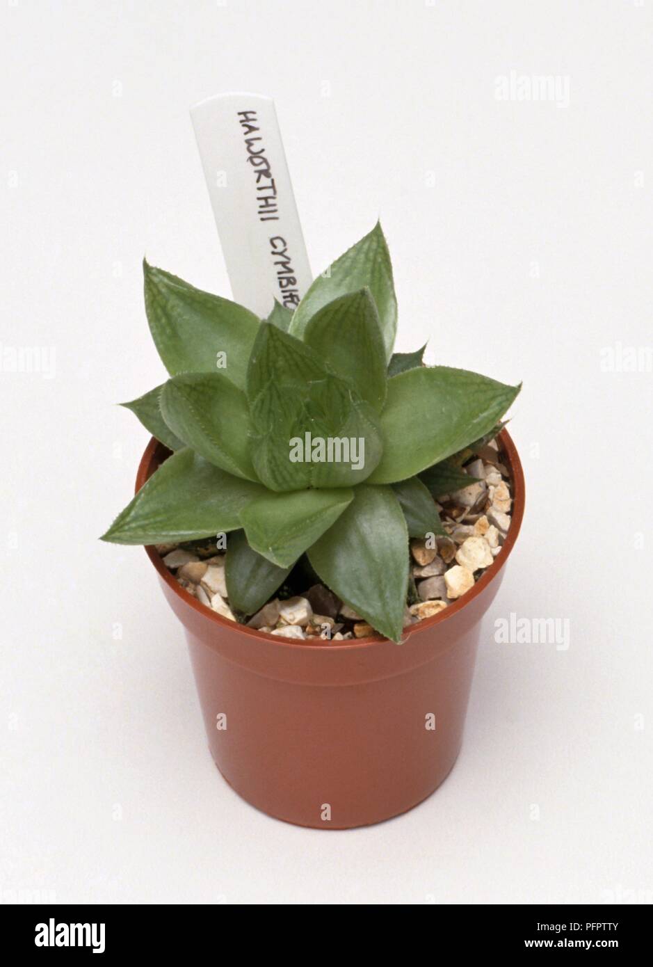 Completamente cresciuti "Haworthia" cymbiformis offset di piante in vaso con etichetta Foto Stock