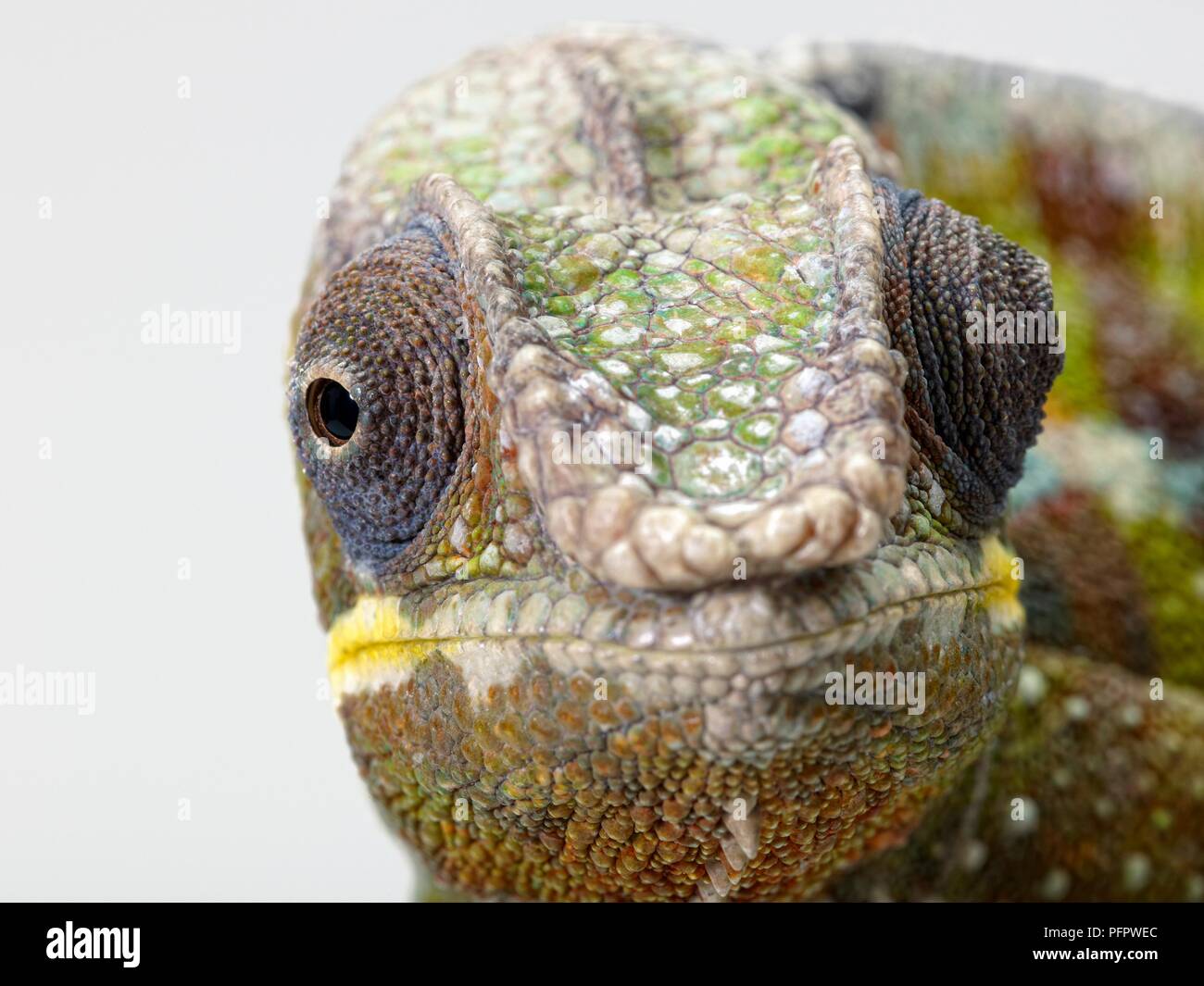 Panther Chameleon (Furcifer pardalis) guardando la telecamera che mostra gli occhi su ciascun lato della testa Foto Stock