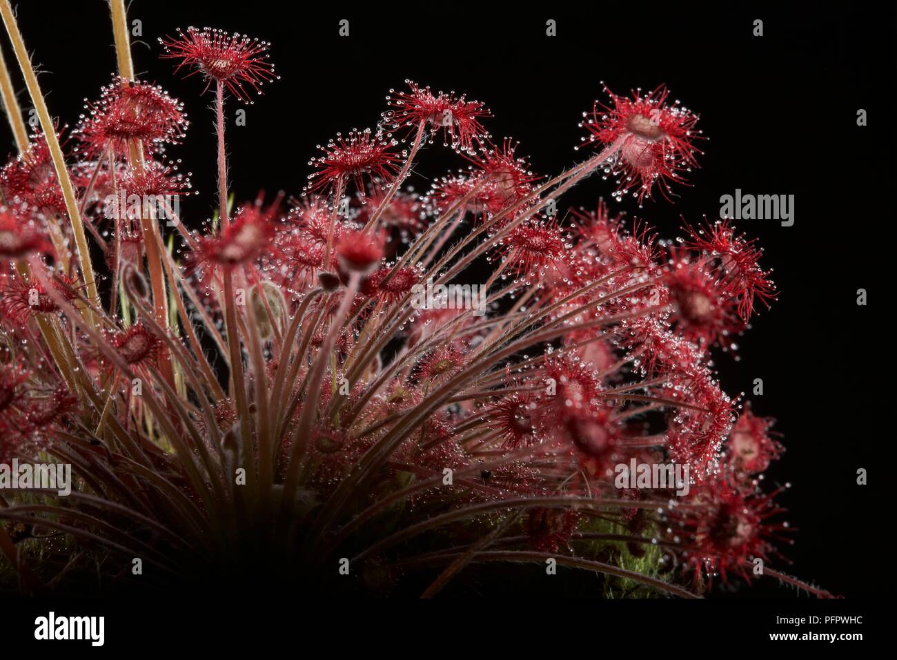Fiori di colore rosso da Drosera rotundifolia (Round-lasciava sundew), close-up Foto Stock