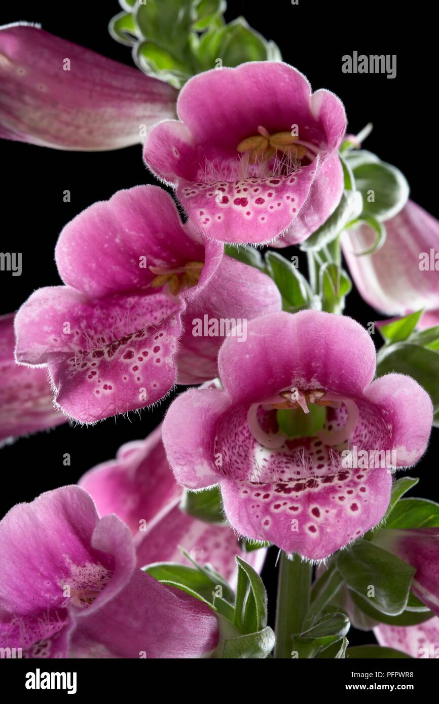 Viola-rosa fiori da Digitalis purpurea (Foxglove), close-up Foto Stock