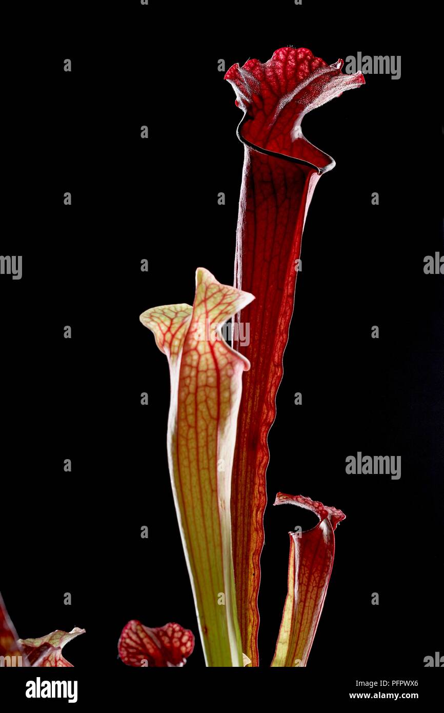 Sarracenia rubra (pianta brocca) che mostra le vene Foto Stock