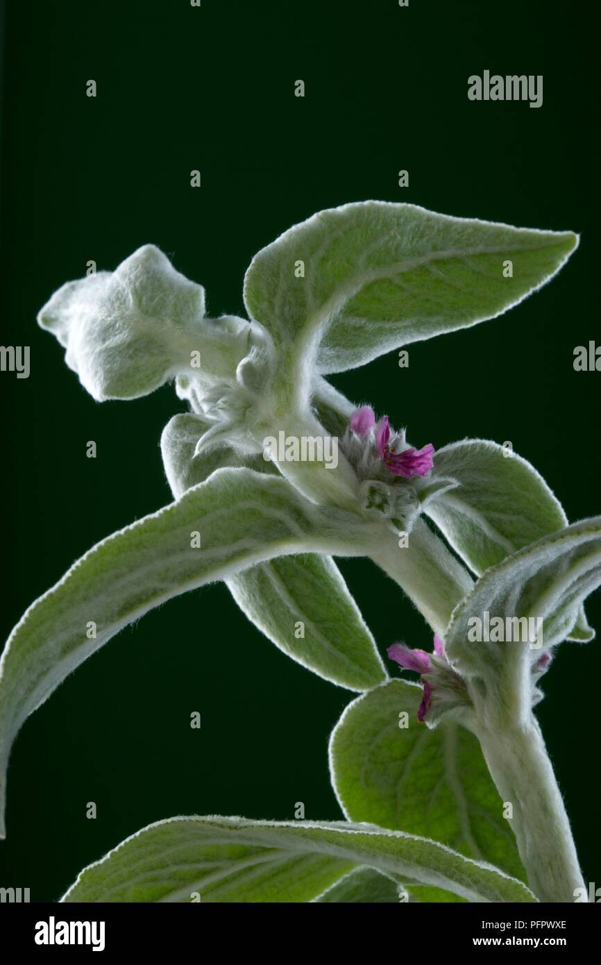 Stachys byzantina (agnello l orecchio) mostra che emergono i fiori e foglie verdi sullo stelo Foto Stock