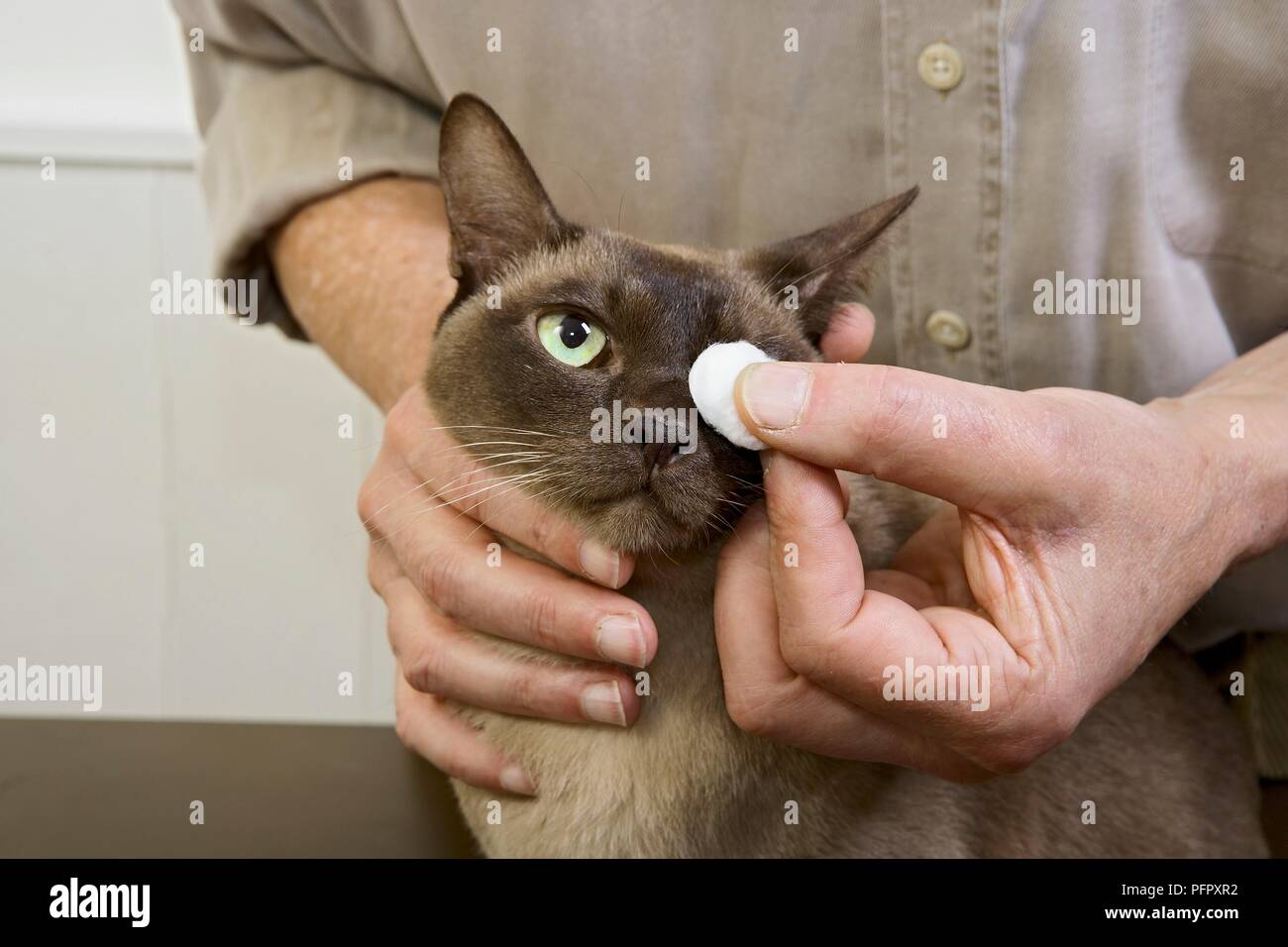 Uomo con lana di cotone per pulire l occhio del cioccolato gatto birmano Foto Stock