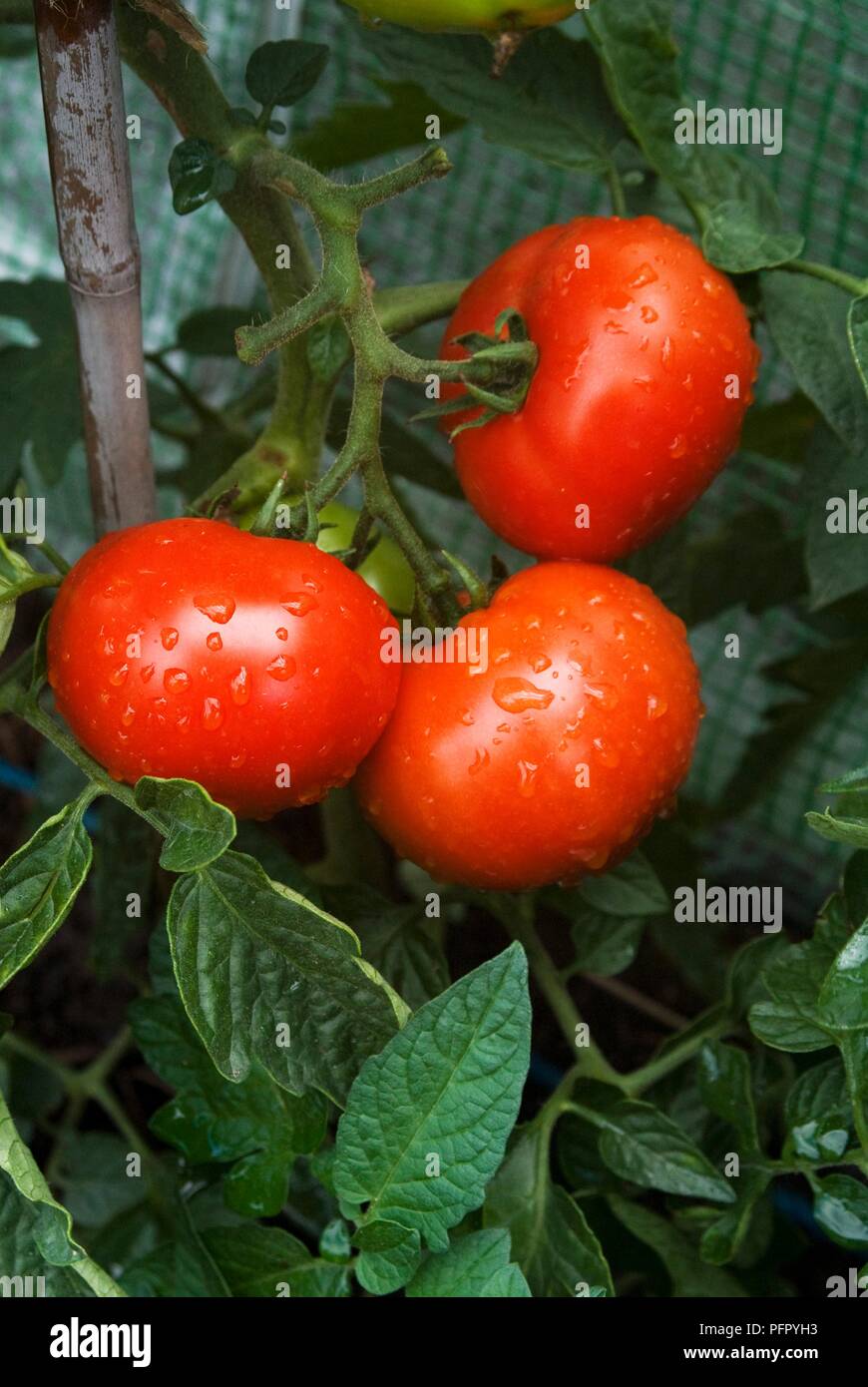 Pomodori "Fantasio" sulla vite, close-up Foto Stock