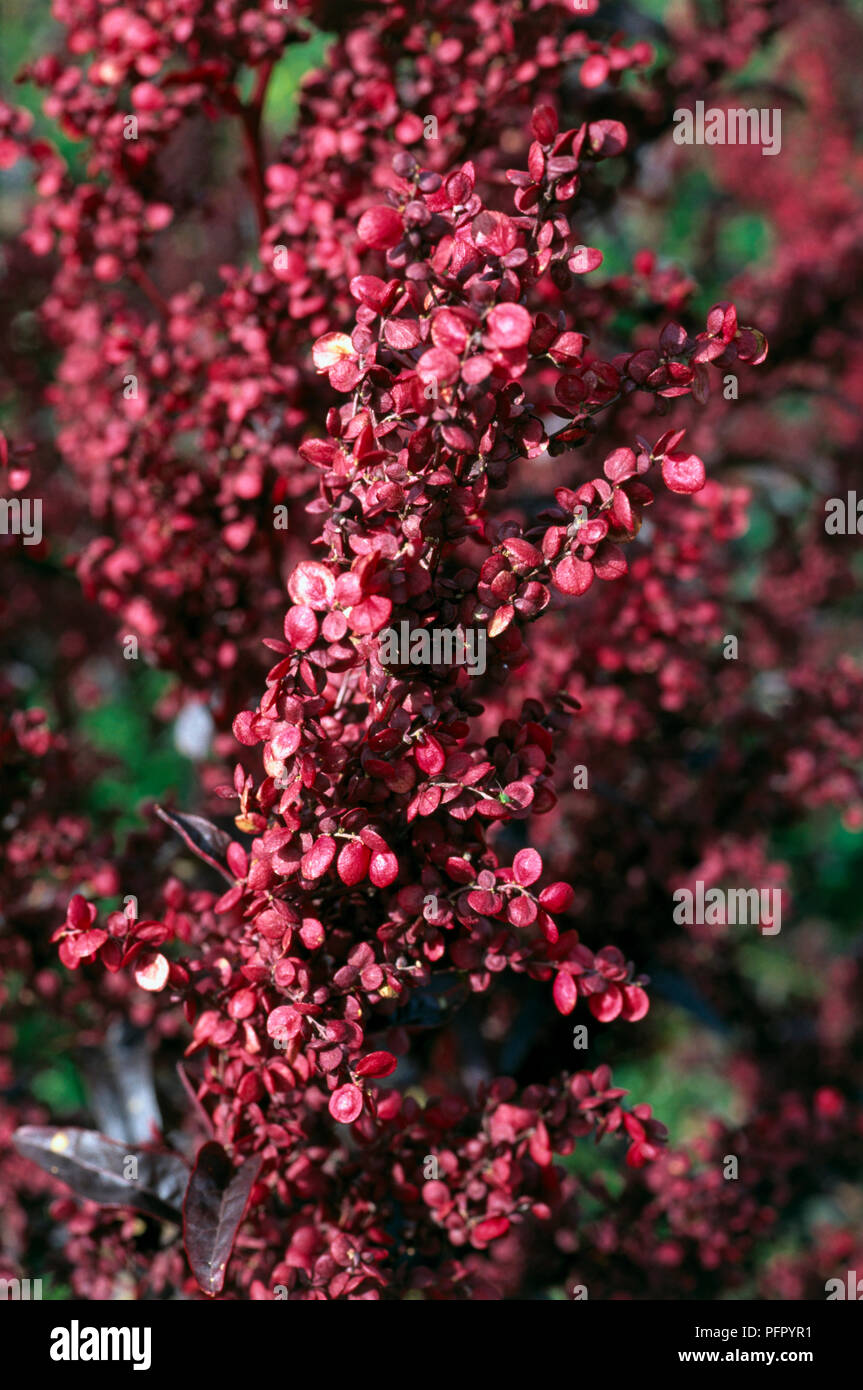 Atriplex hortensis var rubra (montagna rossa spinaci, orach rossa), close-up Foto Stock