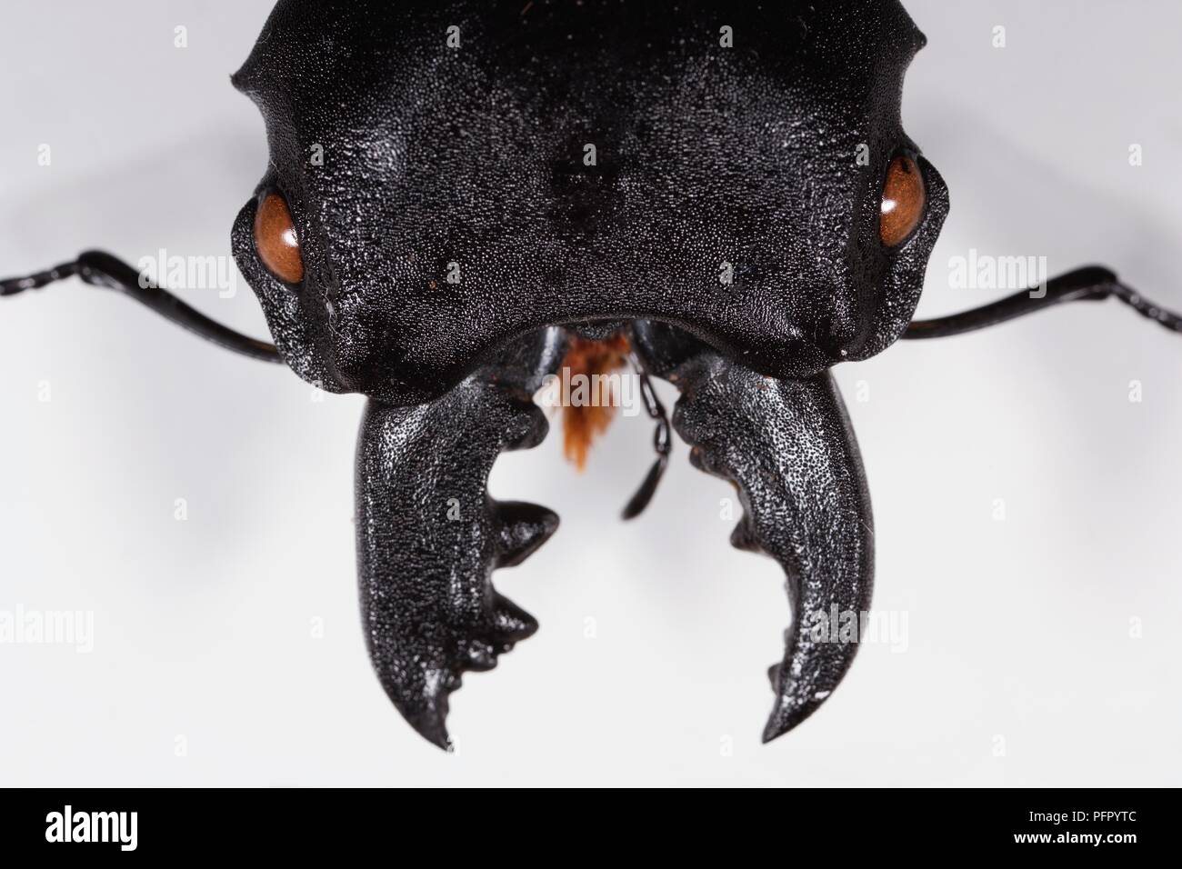 Odontolabis cuvera (Stag Beetle) testa, gli occhi e la mandibola, extreme close-up Foto Stock