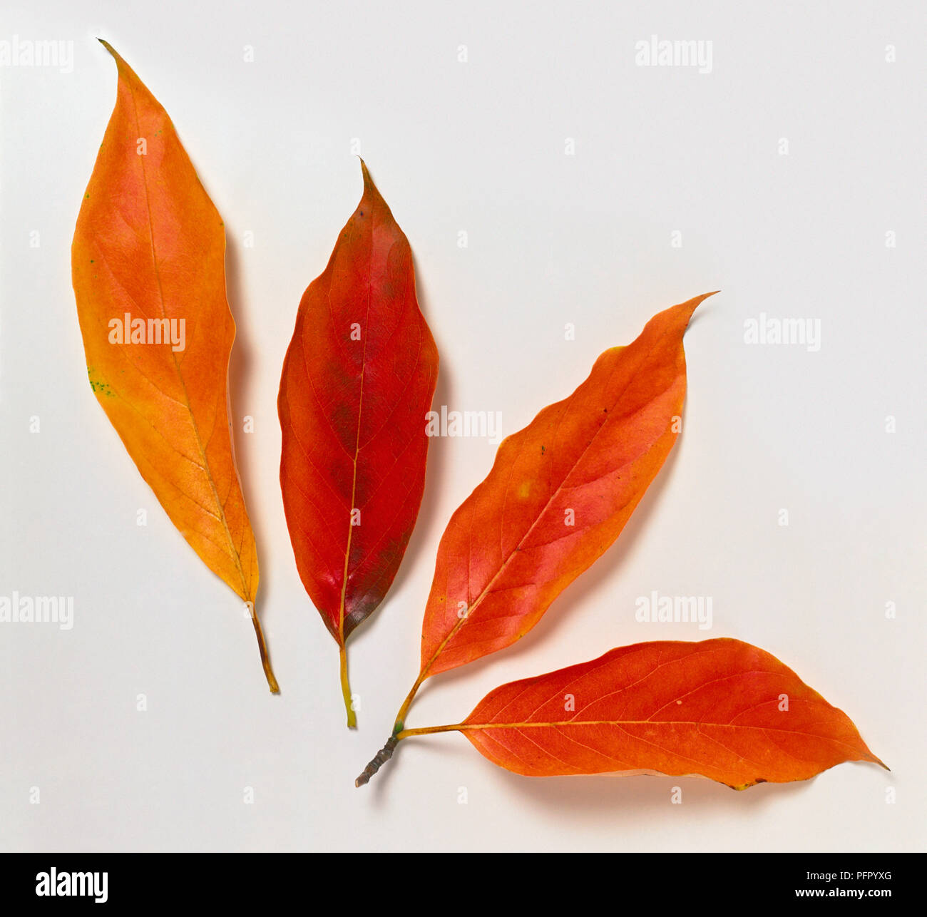 Nissa sinensis (Cinese tupelo), quattro foglie di autunno Foto Stock