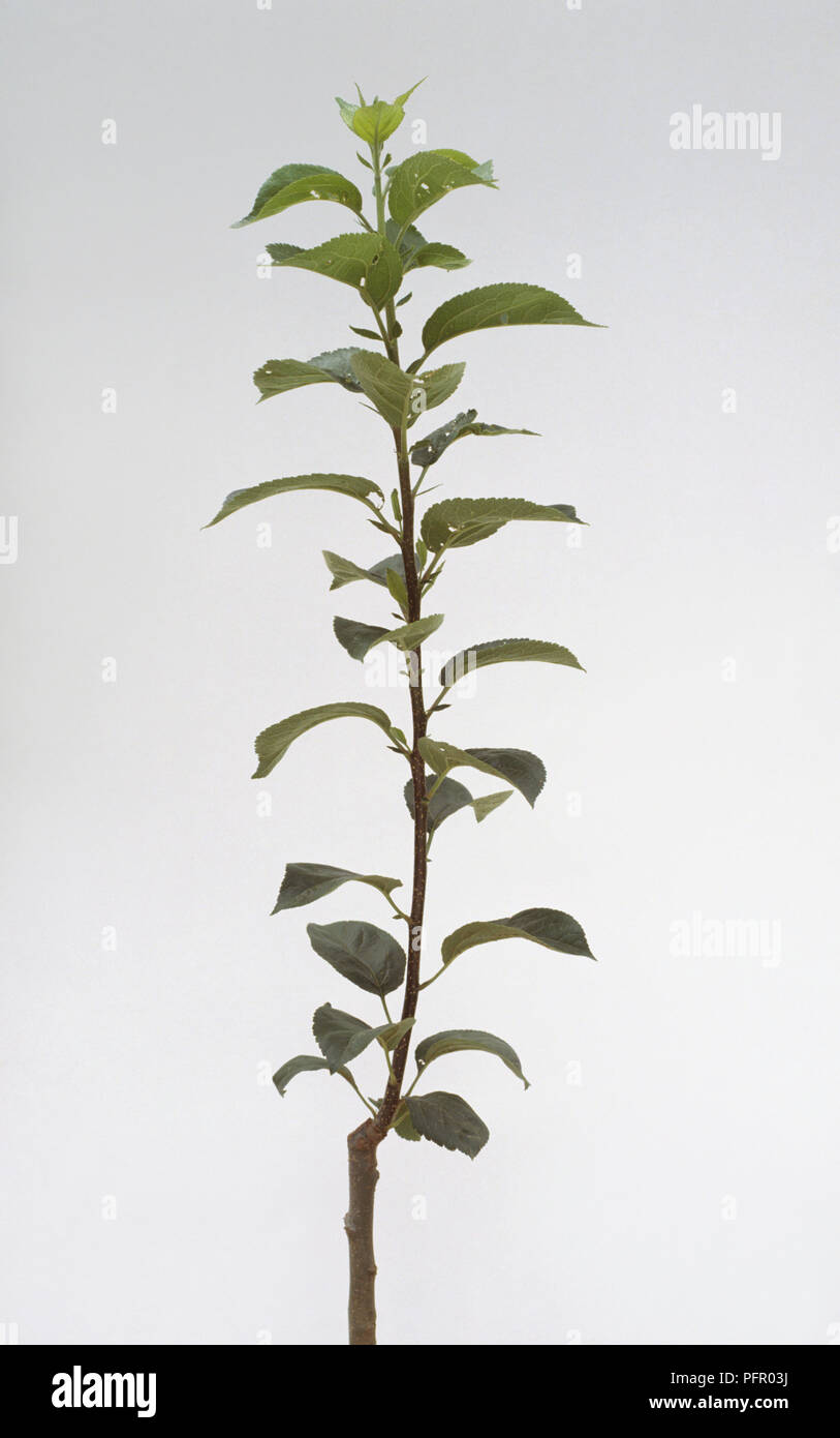 Sviluppato shoot indicando melo è un anno di età Foto Stock