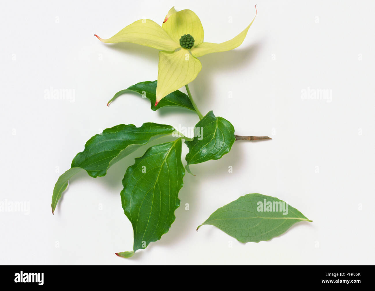 Cornus kousa (Giapponese corbezzolo), lo stelo con foglie e fiori (brattee) Foto Stock