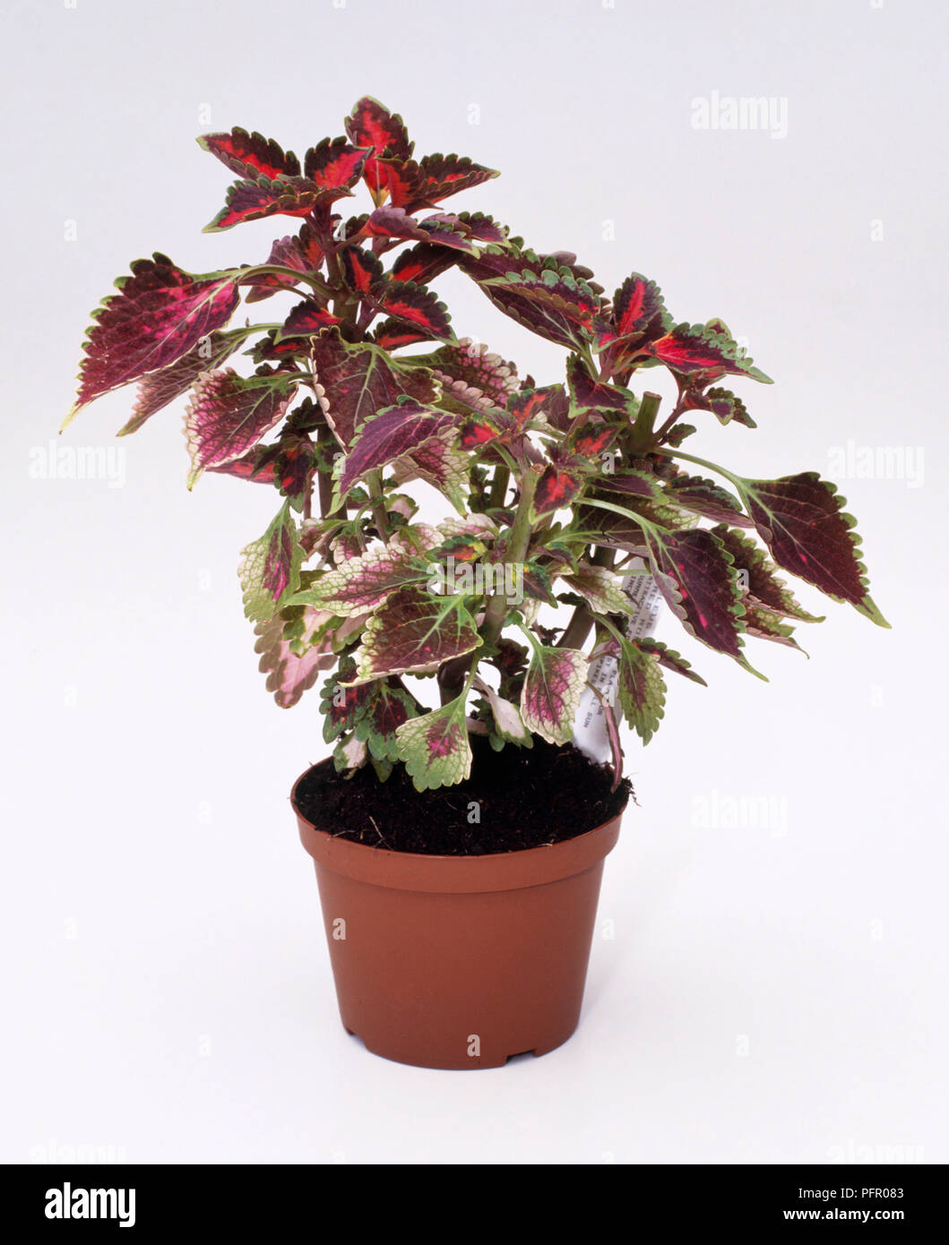 Un buon esempio di pianta Coleus mostrante una vigorosa, sano top-crescita, forte steli, foglie di buon colore e umida, privo di erbacce compost Foto Stock