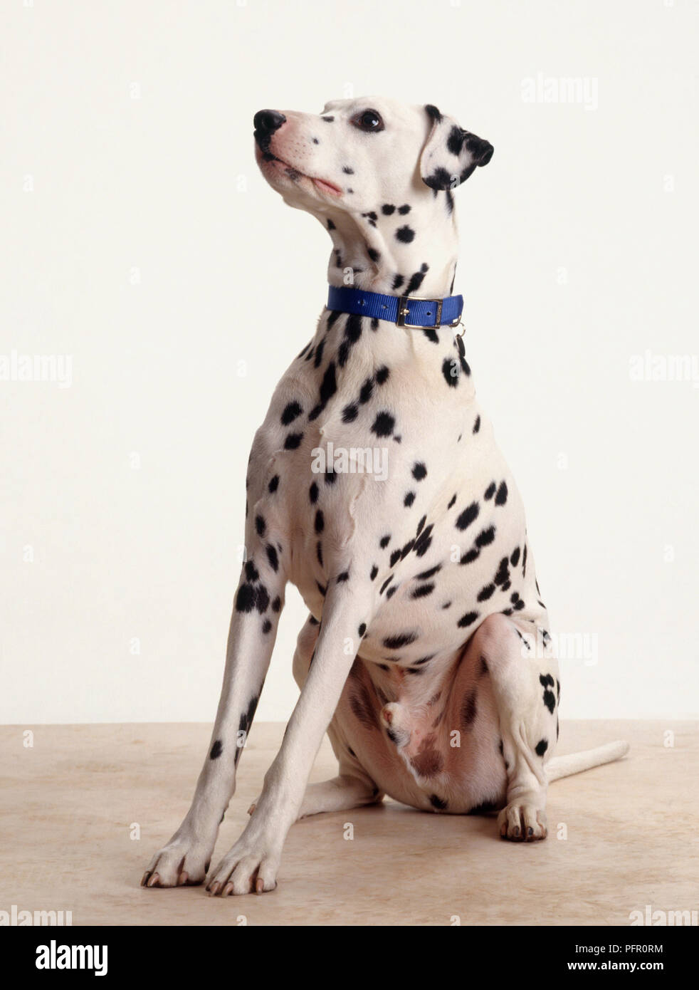 Maschio dalmata dog sitter, indossando il collare blu Foto Stock