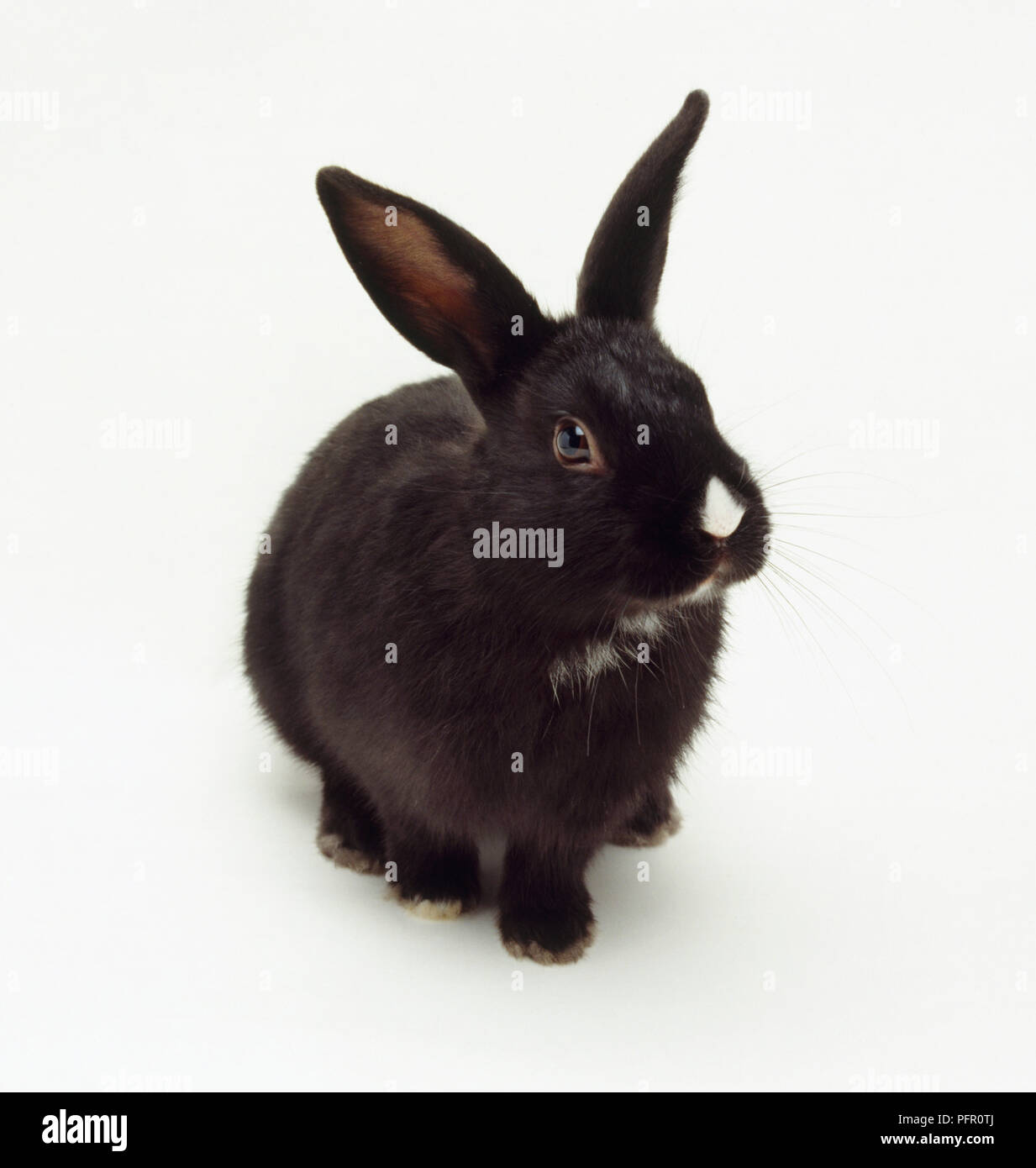 In bianco e nero il coniglio domestico (oryctolagus cuniculus) con chiazza bianca sul naso Foto Stock