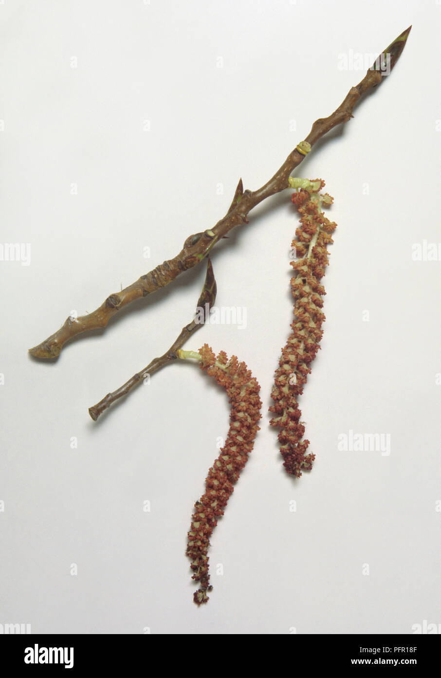 Populus nigra (pioppo nero), amenti Foto Stock
