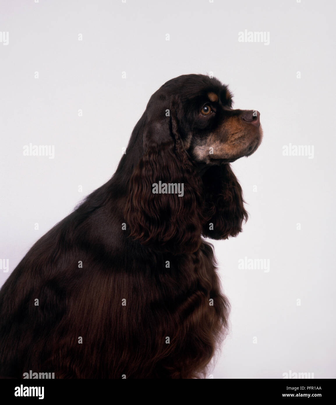 Nero e marrone American Cocker Spaniel con testa di profilo, seduta Foto Stock