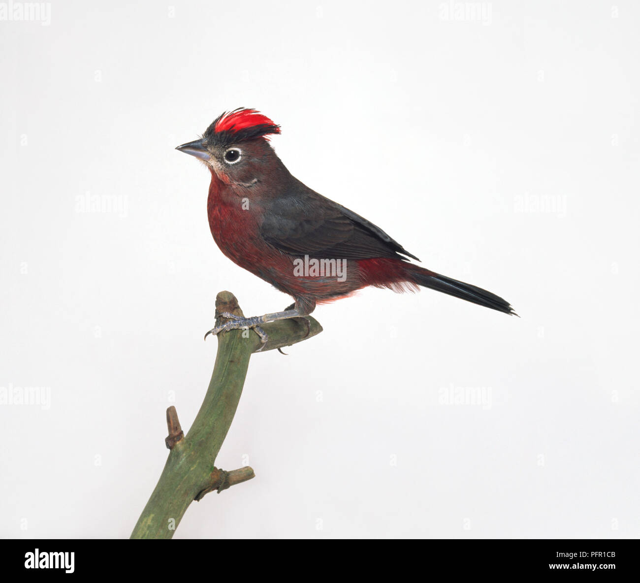 Maschio rosso Pileated Finch (Coryphospingus cucullatus), noto anche come Red-Crested Finch, filiale di palissonatura, con testa di profilo mostra vibrante cresta rossa Foto Stock