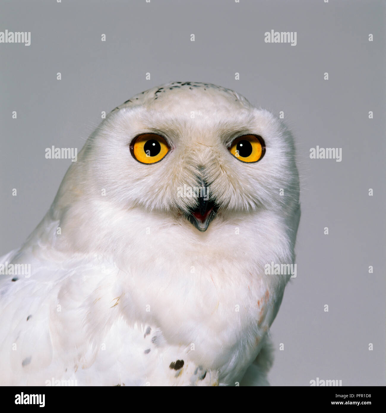 Civetta delle nevi (Bubo scandiacus) che mostra gli occhi di oro e piumaggio bianco che copre le narici e occultato parzialmente aperto bill Foto Stock