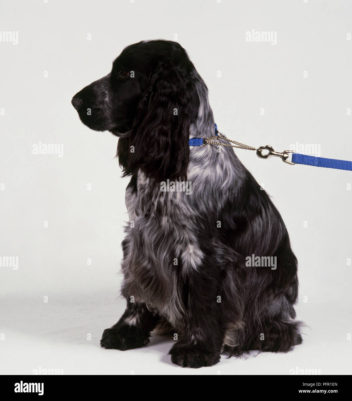 Bianco e nero Inglese Cocker Spaniel cane mentre indossa la  metà-controllare il collare Foto stock - Alamy