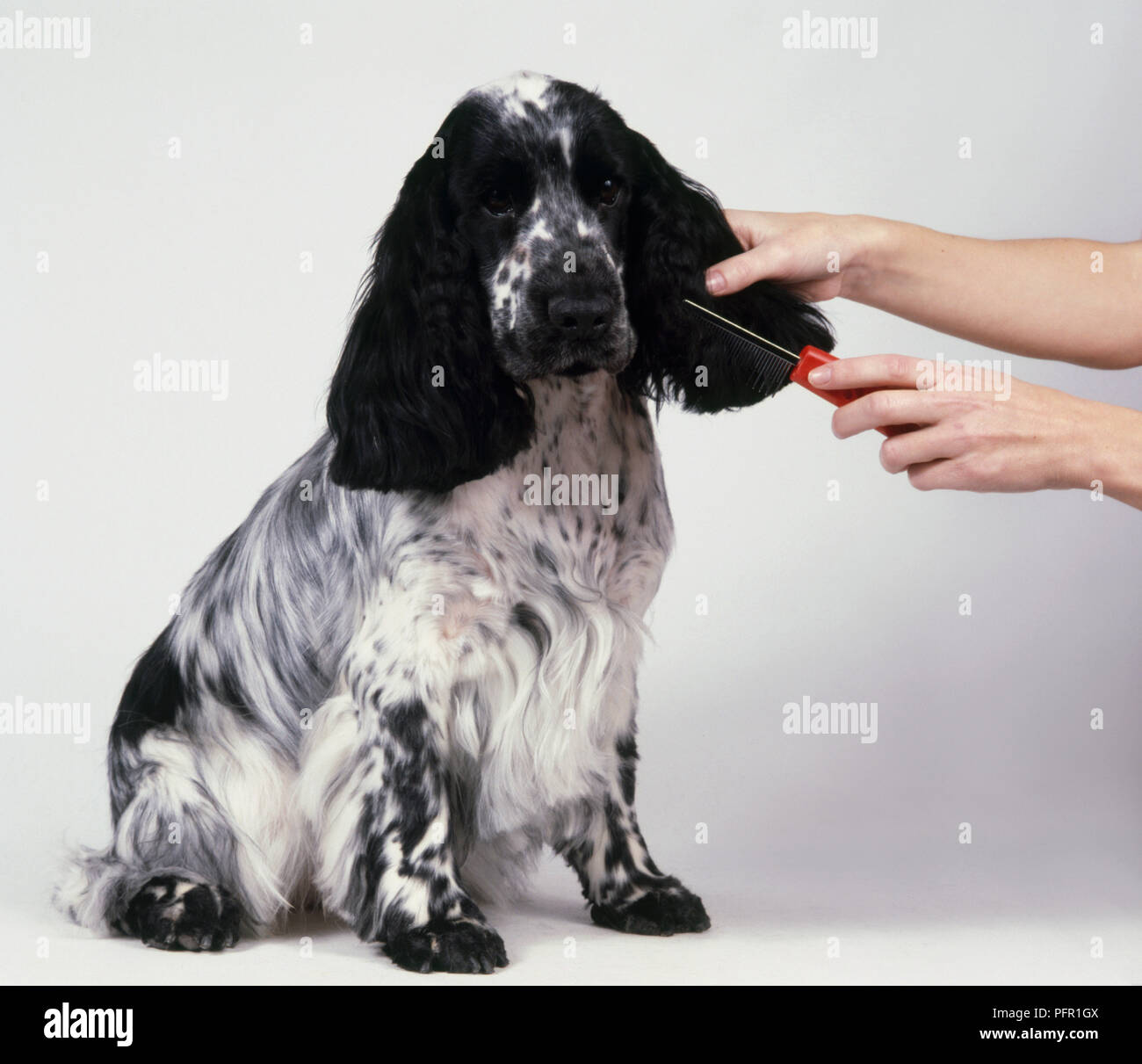 Donna Che Utilizza Il Pettine Per Le Orecchie Del Bianco E Nero Inglese Cocker Spaniel Foto Stock Alamy