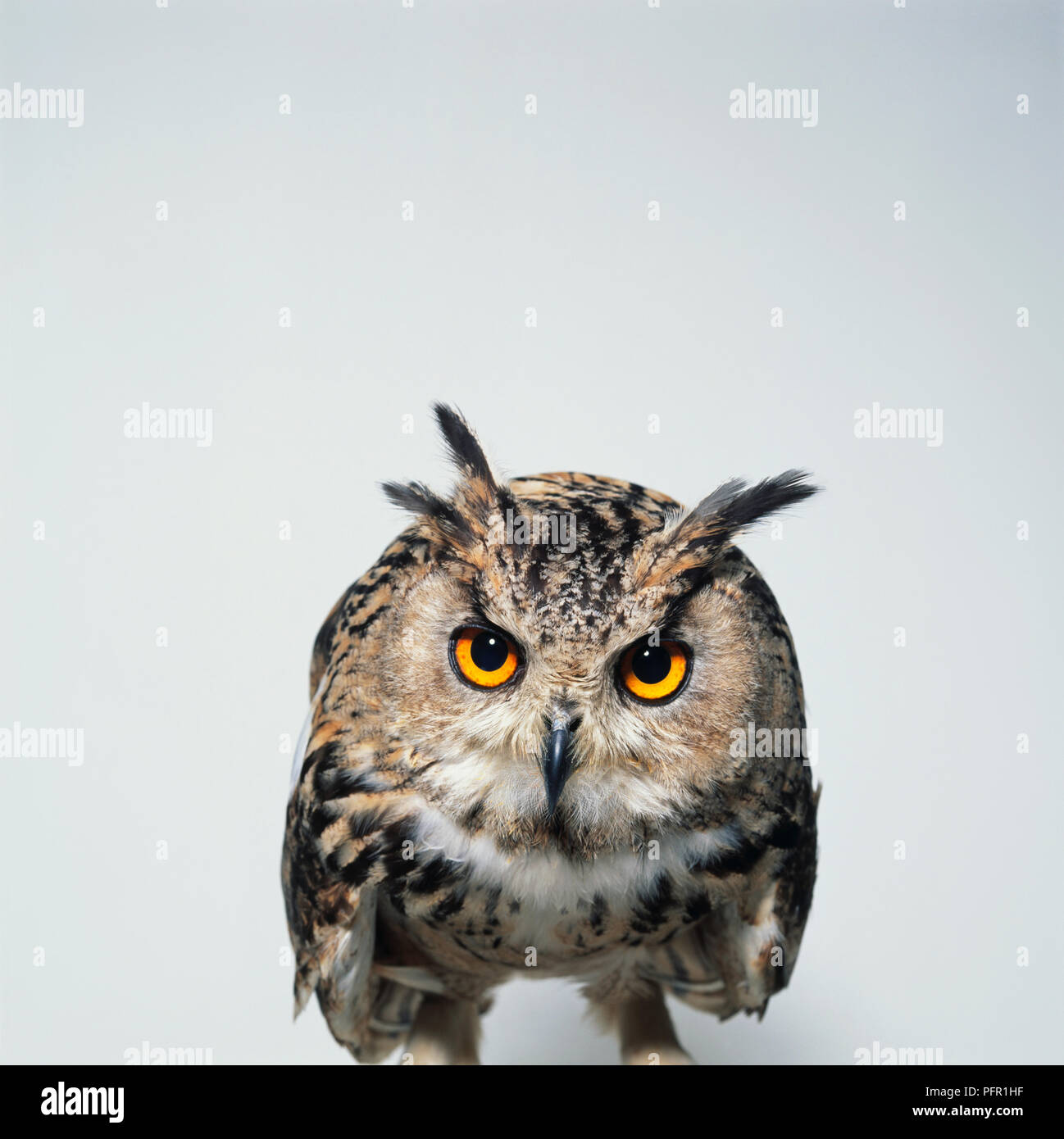 Eurasian Eagle-Owl (Bubo bubo) che mostra le orecchie prominenti ciuffi di piume, e gli occhi di oro Foto Stock