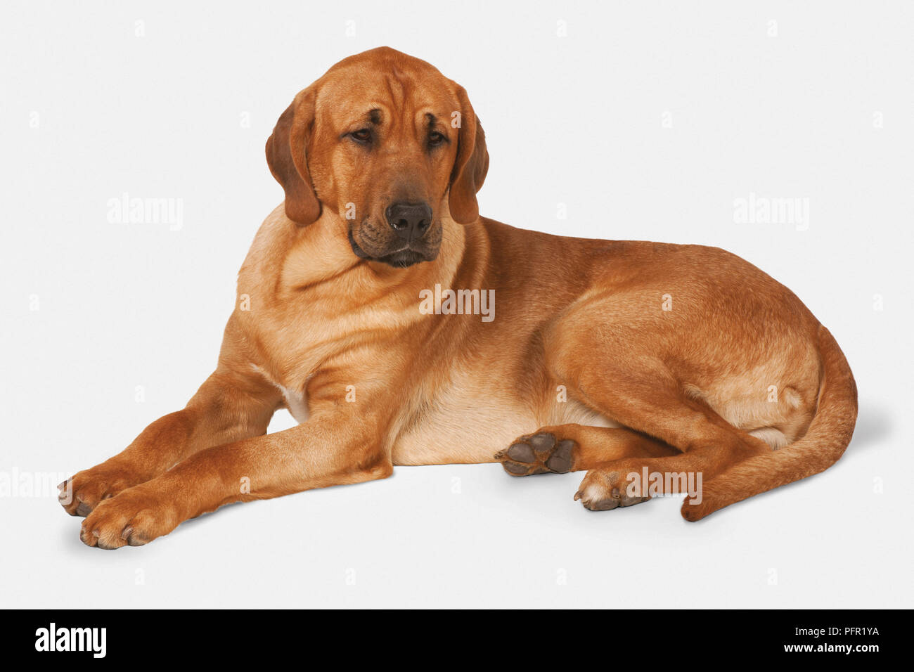 Maschio rosso-marrone (Broholmer Broholmer danese, Danese Mastiff) il cane, sdraiato Foto Stock