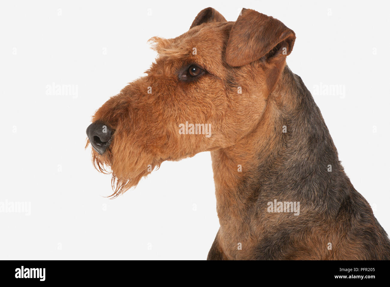 Airedale Terrier, profilo Foto Stock