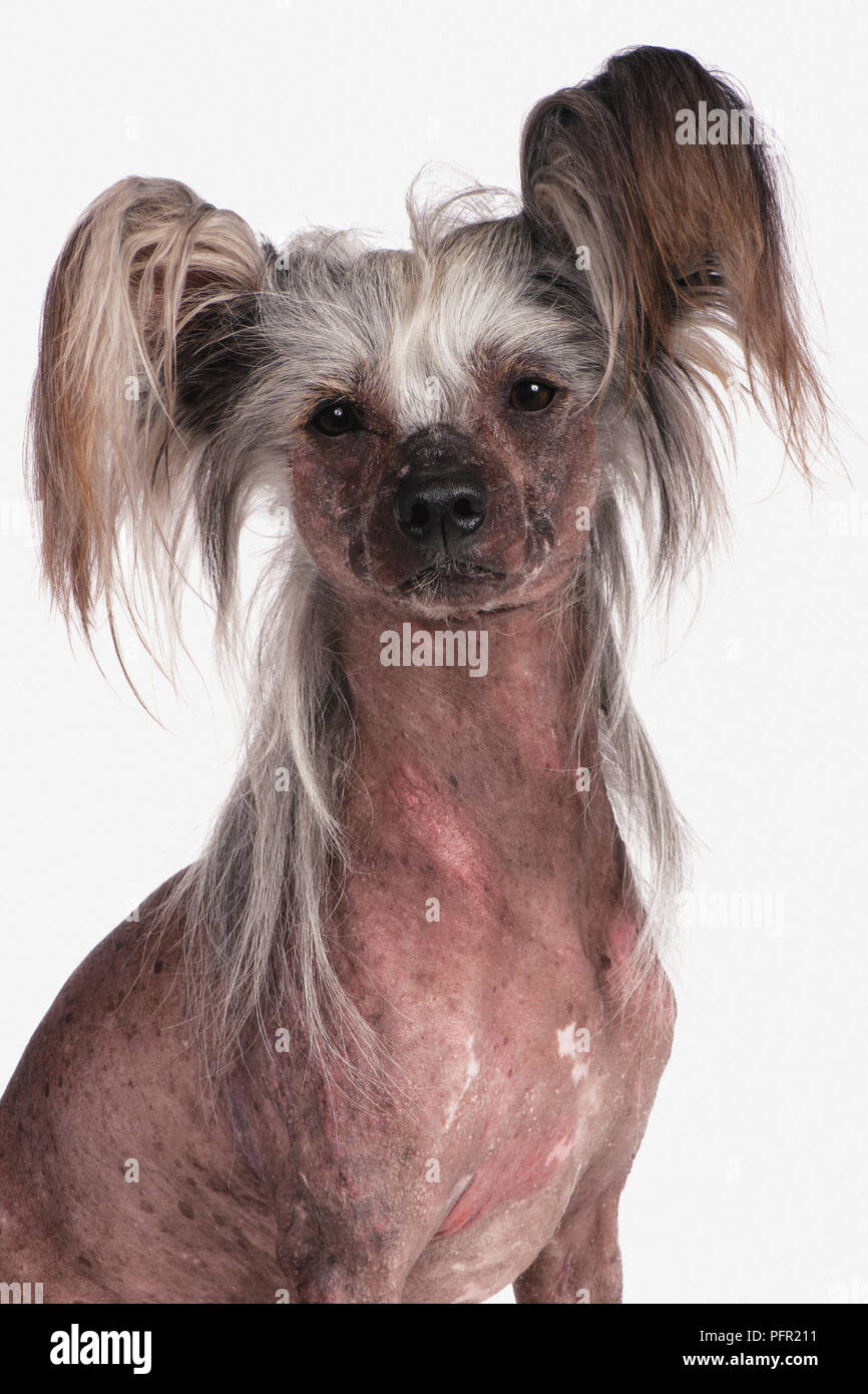 Chinese Crested dog, guardando la fotocamera Foto Stock
