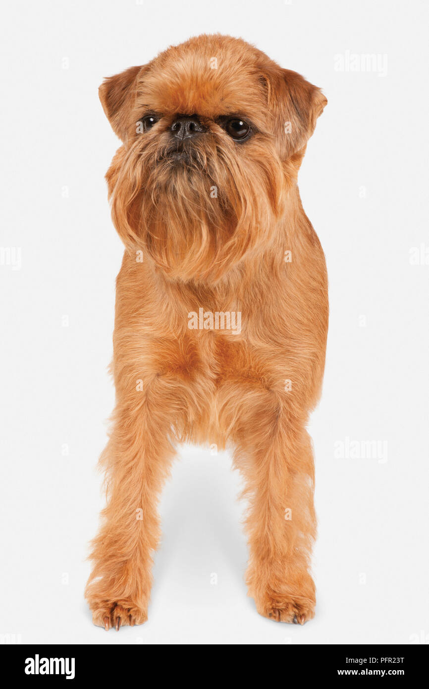 Griffon Bruxellois (Bruxelles Griffon), vista frontale Foto Stock