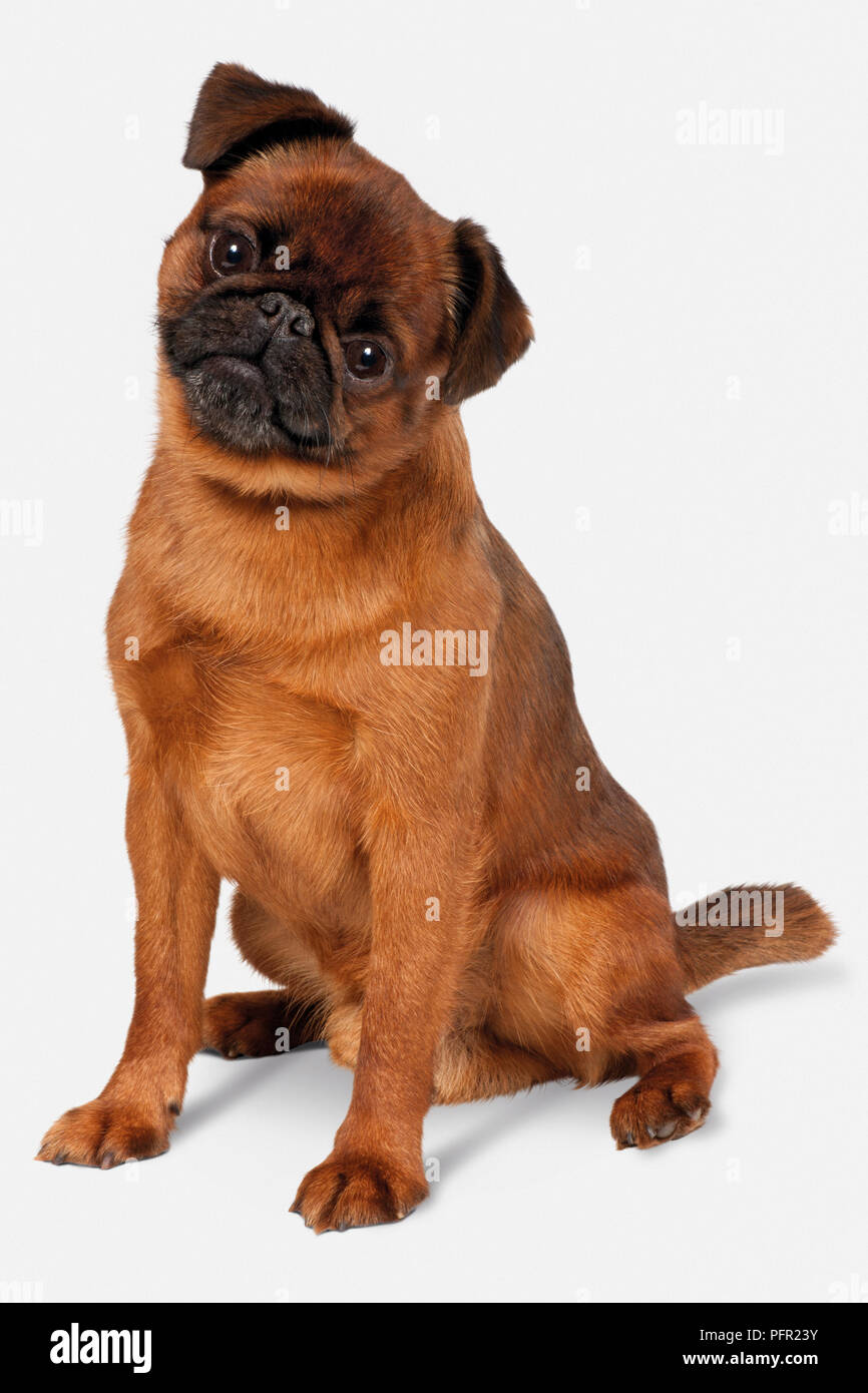 Petit Brabancon (liscia con capelli Griffon Bruxellois), seduto Foto Stock