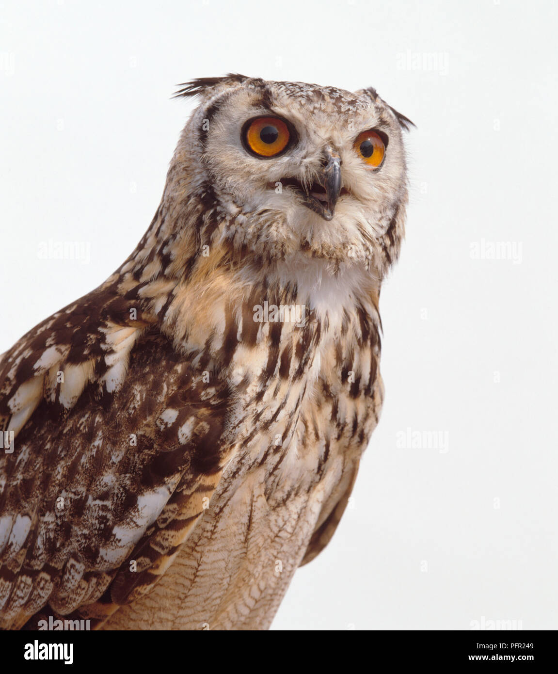 Indian Eagle-Owl (Indiano Eagle-Owl) mostra occhi dorati e nastrare piume Foto Stock
