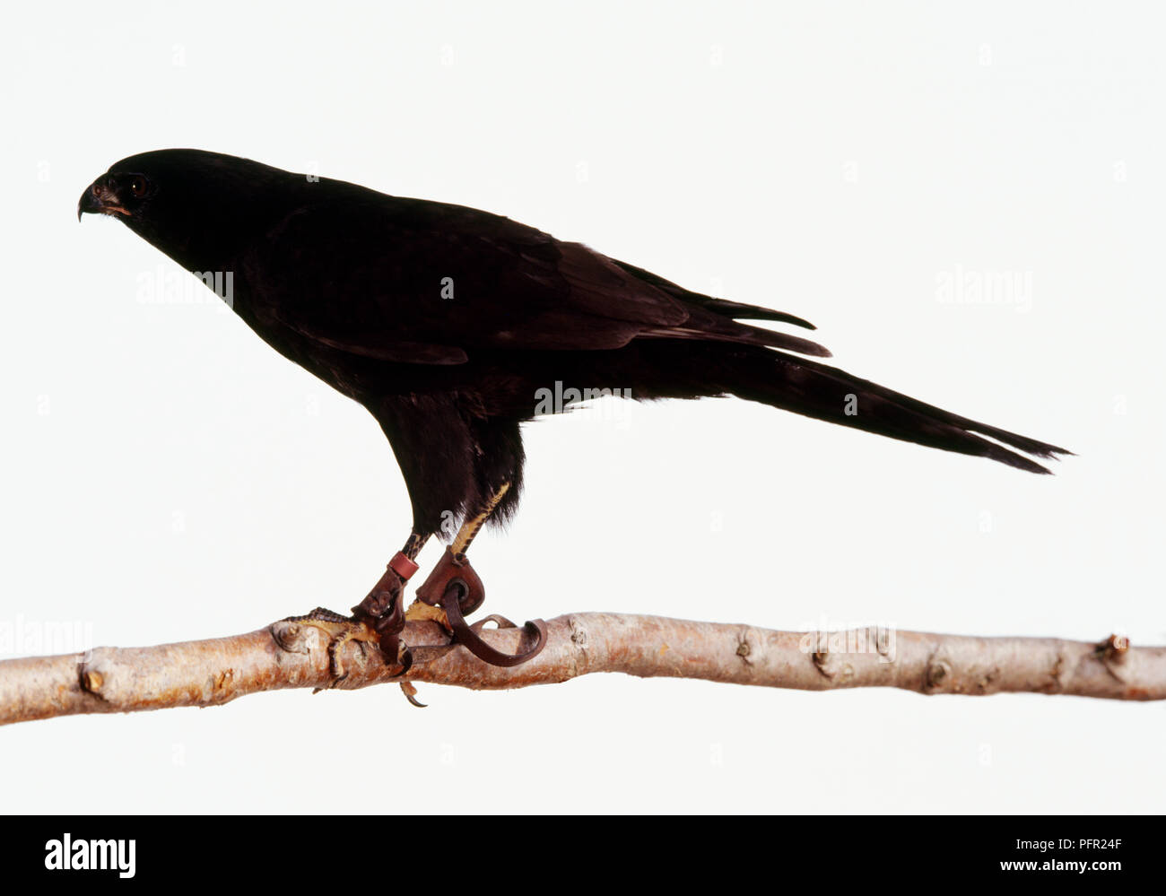 Gabar melanico astore (Micronisus gabar) indossa jesses appollaiate sul ramo, vista laterale Foto Stock