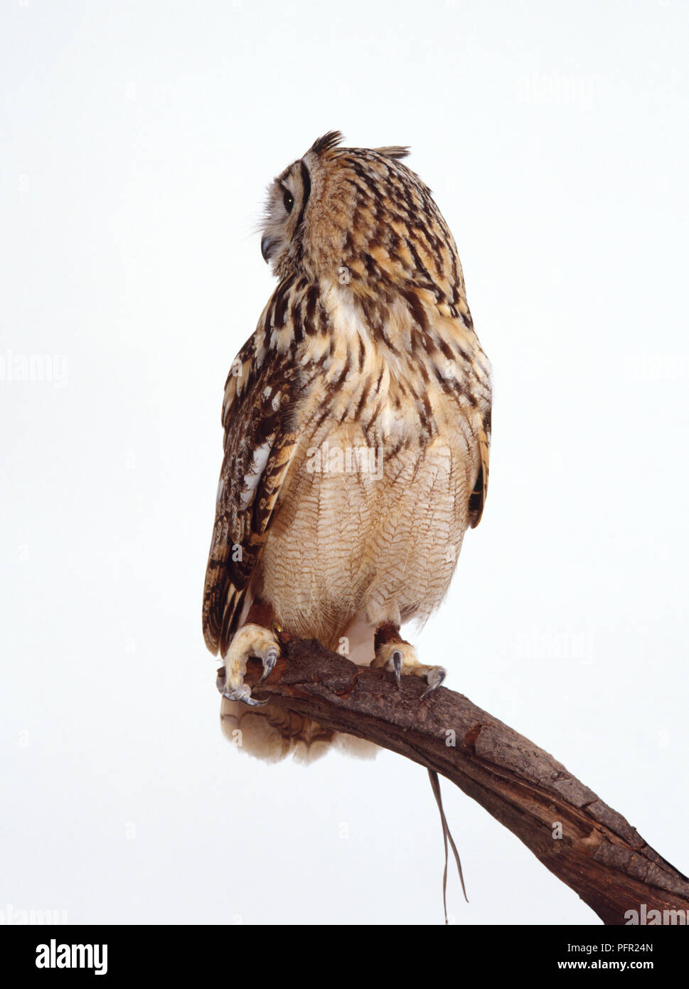Indian Eagle-Owl (Indiano Eagle-Owl) Vista frontale con testa di profilo che mostra le piume nastrati appollaiate sul ramo Foto Stock