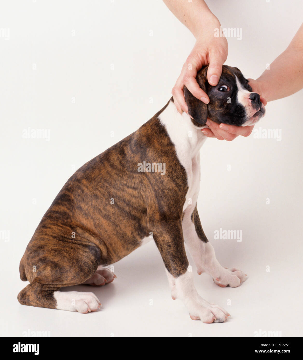 La verifica di un cucciolo boxer agli occhi Foto Stock